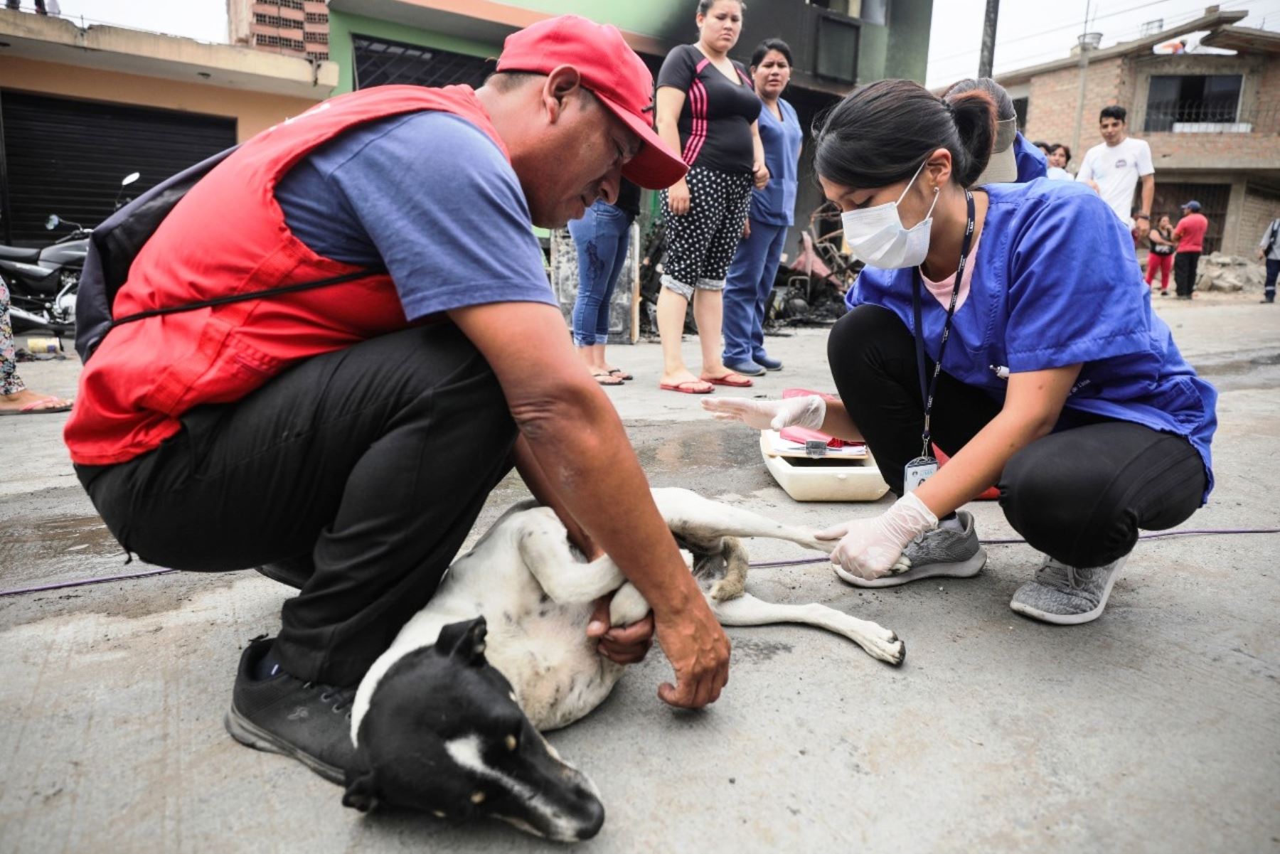 Villa El Salvador: veterinarios brindan atención gratuita a perritos afectados. Foto: ANDINA/Difusión.