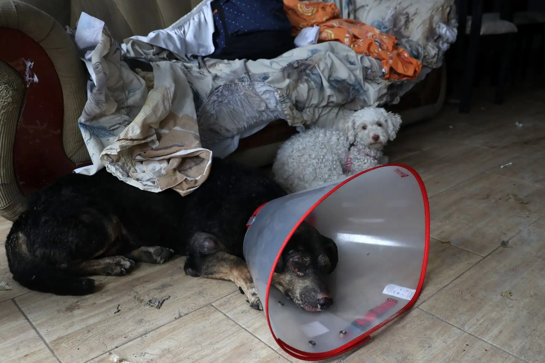 Varias mascotas resultaron con quemaduras tras la deflagración en Villa el Salvador.  Foto: ANDINA/Melina Mejía