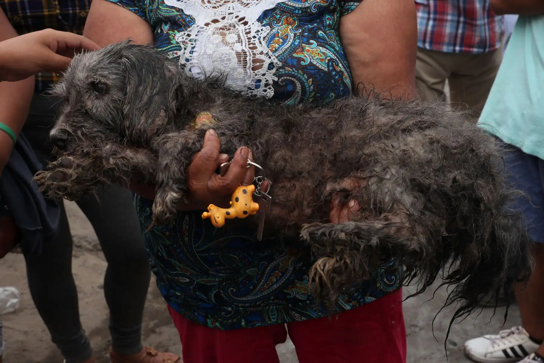 Varias mascotas resultaron con quemaduras tras la deflagración en Villa el Salvador.  Foto: ANDINA/Melina Mejía