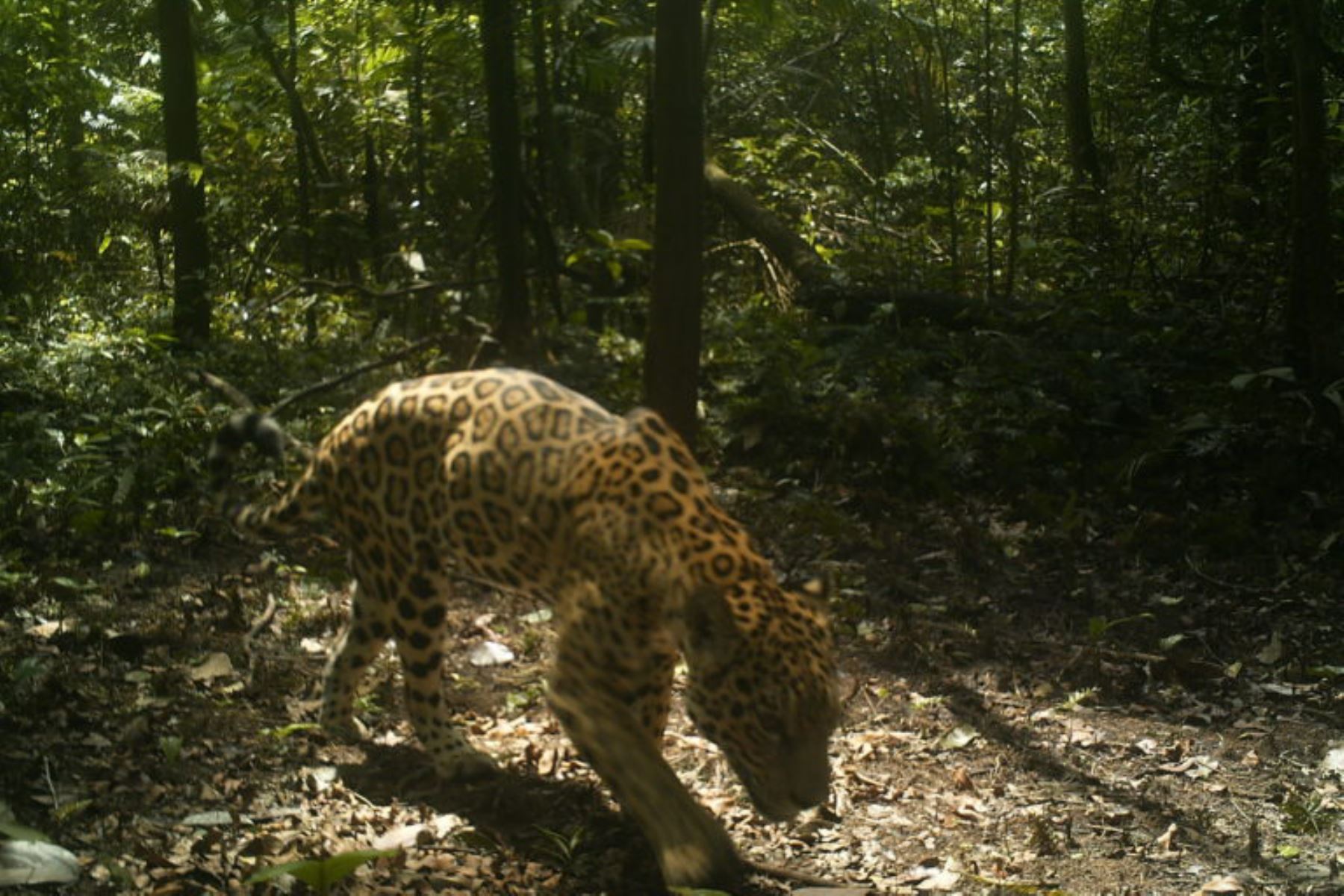 Jaguar captado por cámaras trampa instaladas al interior del Parque Nacional Yaguas, ubicado en el departamento de Loreto, en el nororiente del Perú.