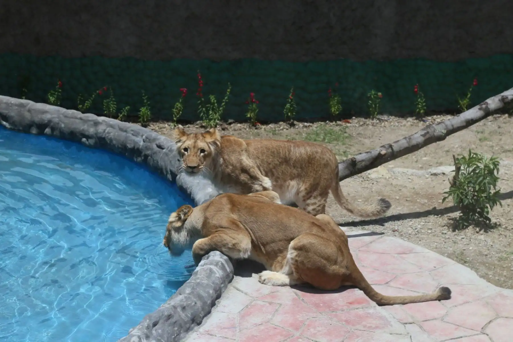Nuevo felinario alberga a leona y su cachorra de 14 meses en zoológico municipal de Huancayo. Foto: Pedro Tinoco