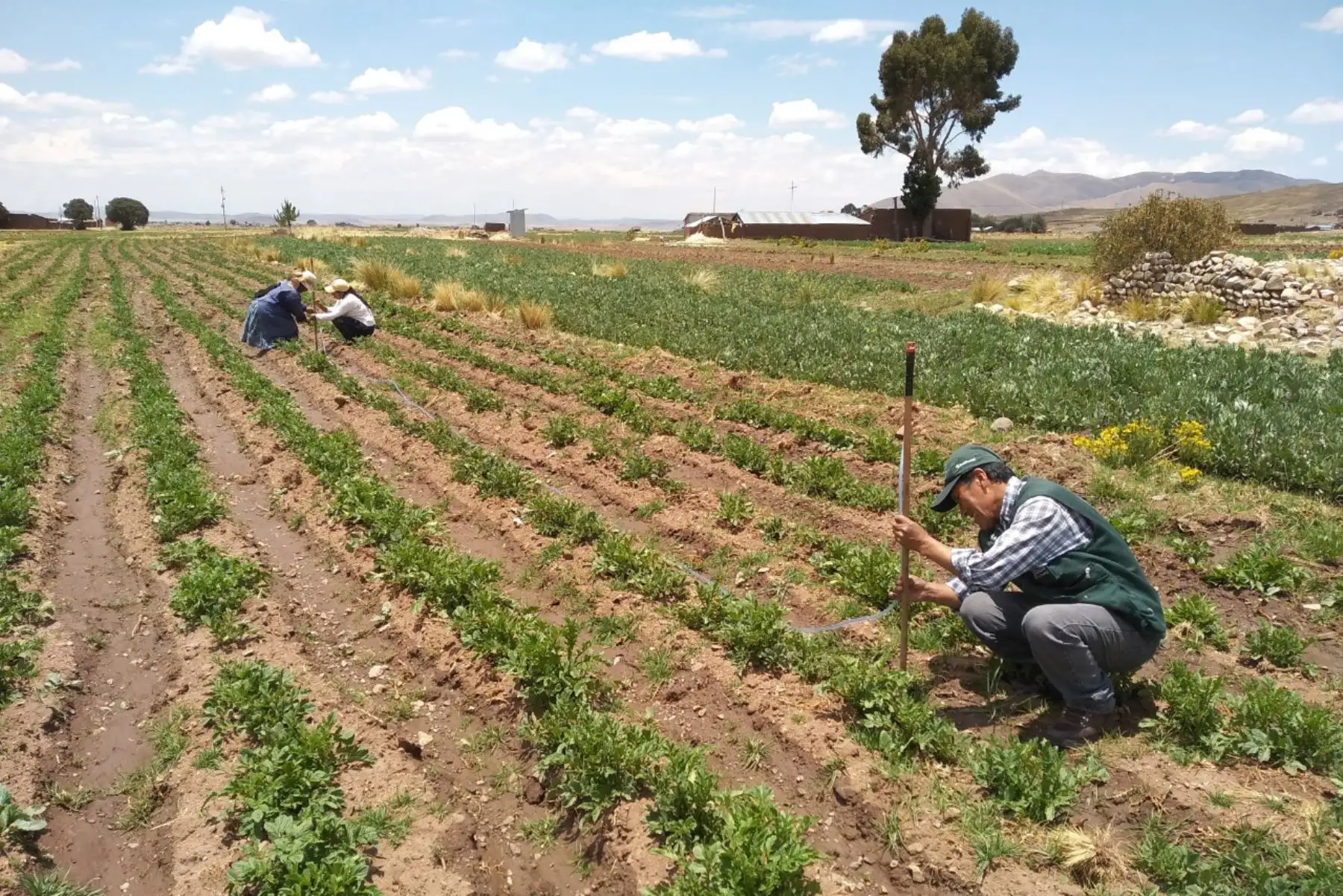 El Minagri ofrece recomendaciones a los productores agrícolas para evitar o mitigar daños por lluvias intensas.