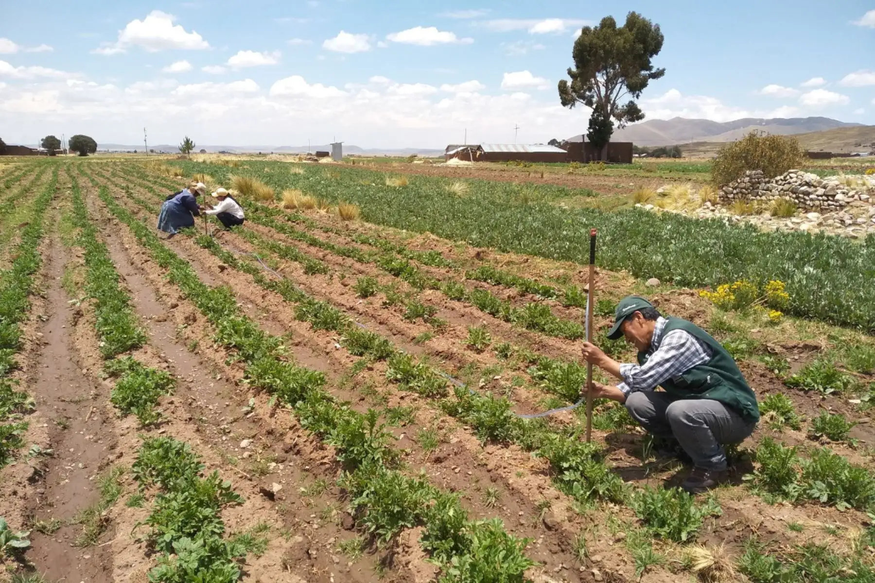 Pese a la crisis sanitaria por el covid-19, la actividad agropecuaria se ha desarrollado con normalidad en las ocho provincias de la región Arequipa. Foto: ANDINA/Difusión