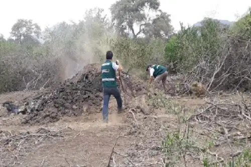 En el operativo participó personal del Servicio Nacional Forestal y de Fauna Silvestre (Serfor) del Ministerio de Agricultura y Riego (Minagri), 60 efectivos de la Policía Nacional y la Fiscalía Especializada en Materia Ambiental (FEMA).