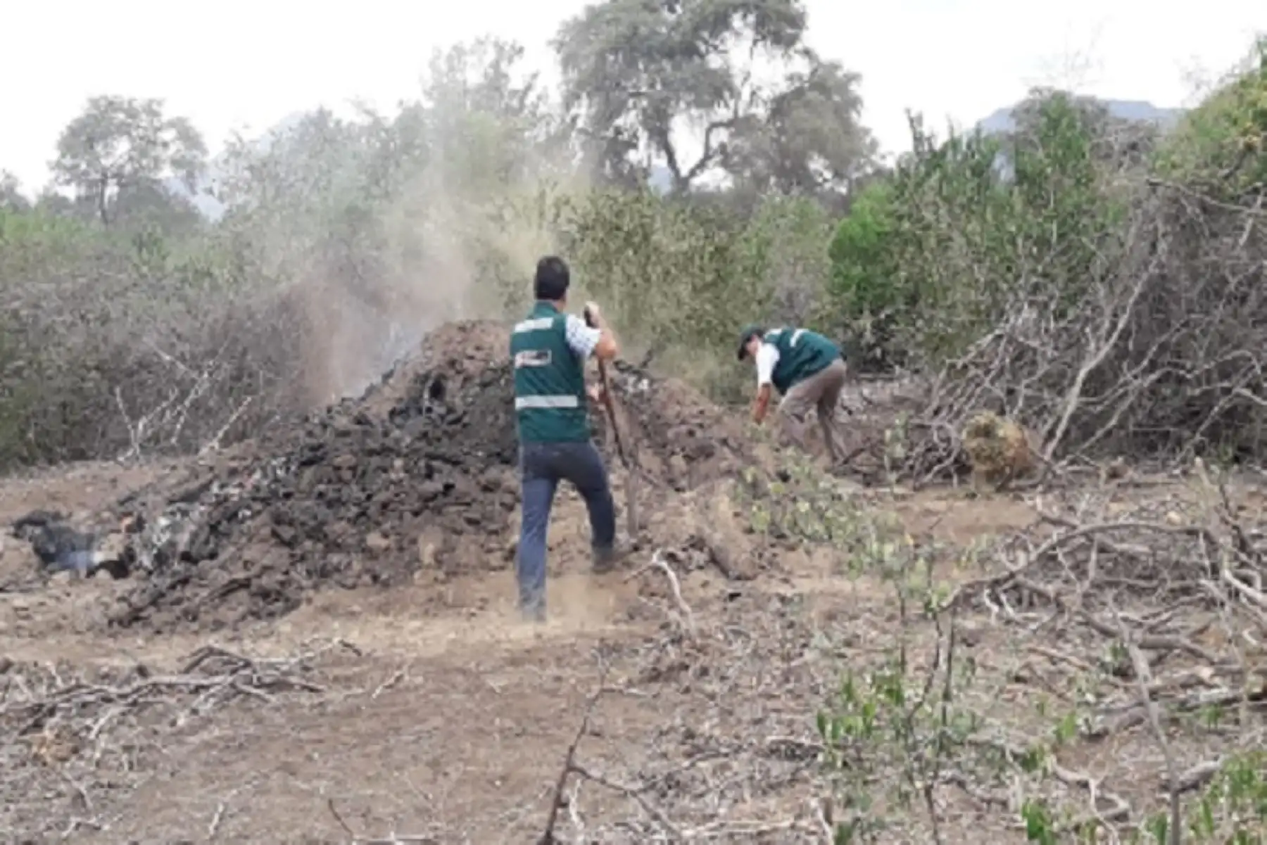 En el operativo participó personal del Servicio Nacional Forestal y de Fauna Silvestre (Serfor) del Ministerio de Agricultura y Riego (Minagri), 60 efectivos de la Policía Nacional y la Fiscalía Especializada en Materia Ambiental (FEMA).