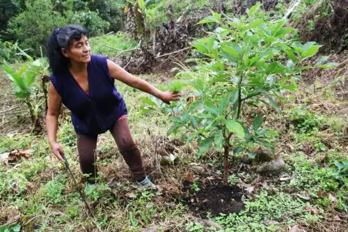 El precio de la coca se desploma en los valles de San Gabán y Sandia, en Puno, debido a la pandemia de coronavirus. ANDINA/Difusión