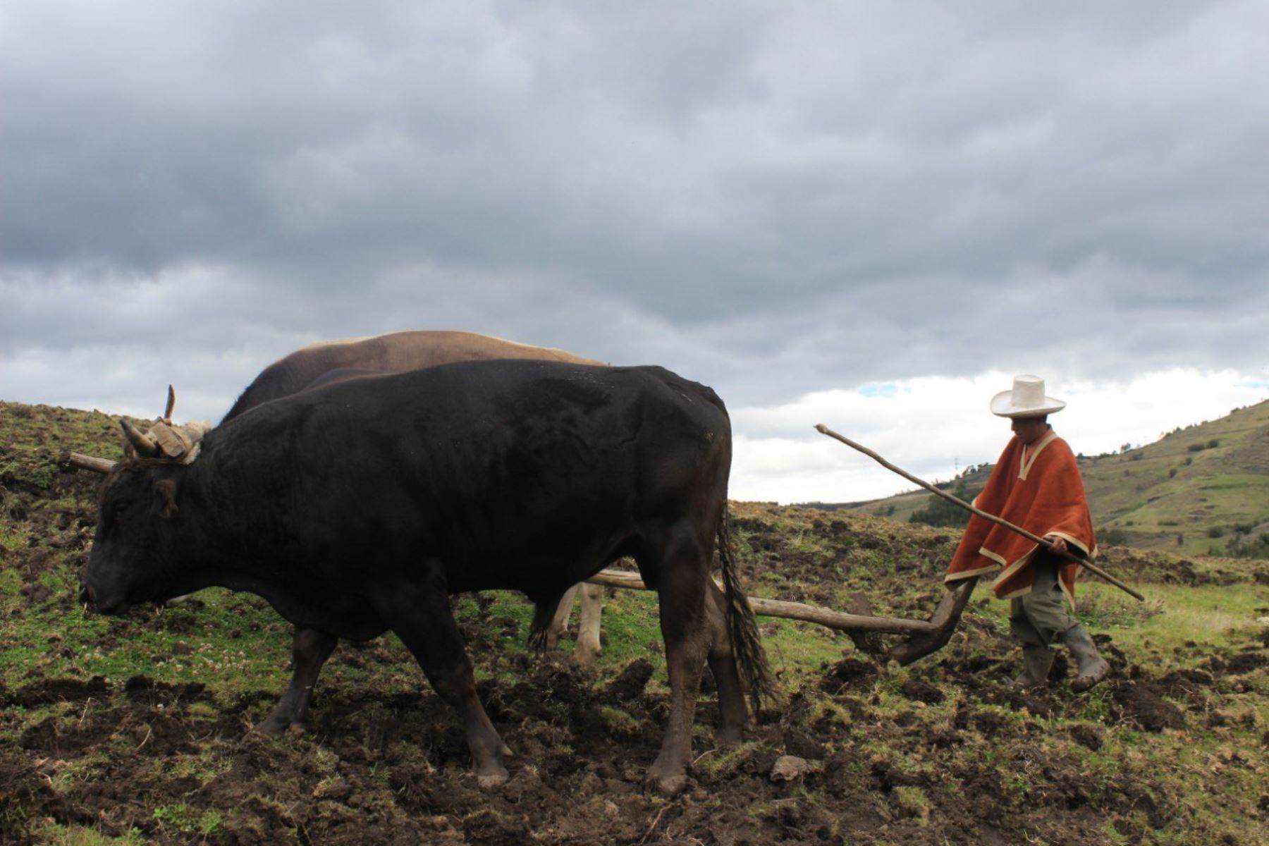 Ante el incremento de las precipitaciones pluviales en el país, el Ministerio de Agricultura y Riego (Minagri) recomienda a los productores pecuarios la adopción de algunas medidas preventivas a fin de disminuir el riesgo de enfermedades o mortalidad en el ganado.
