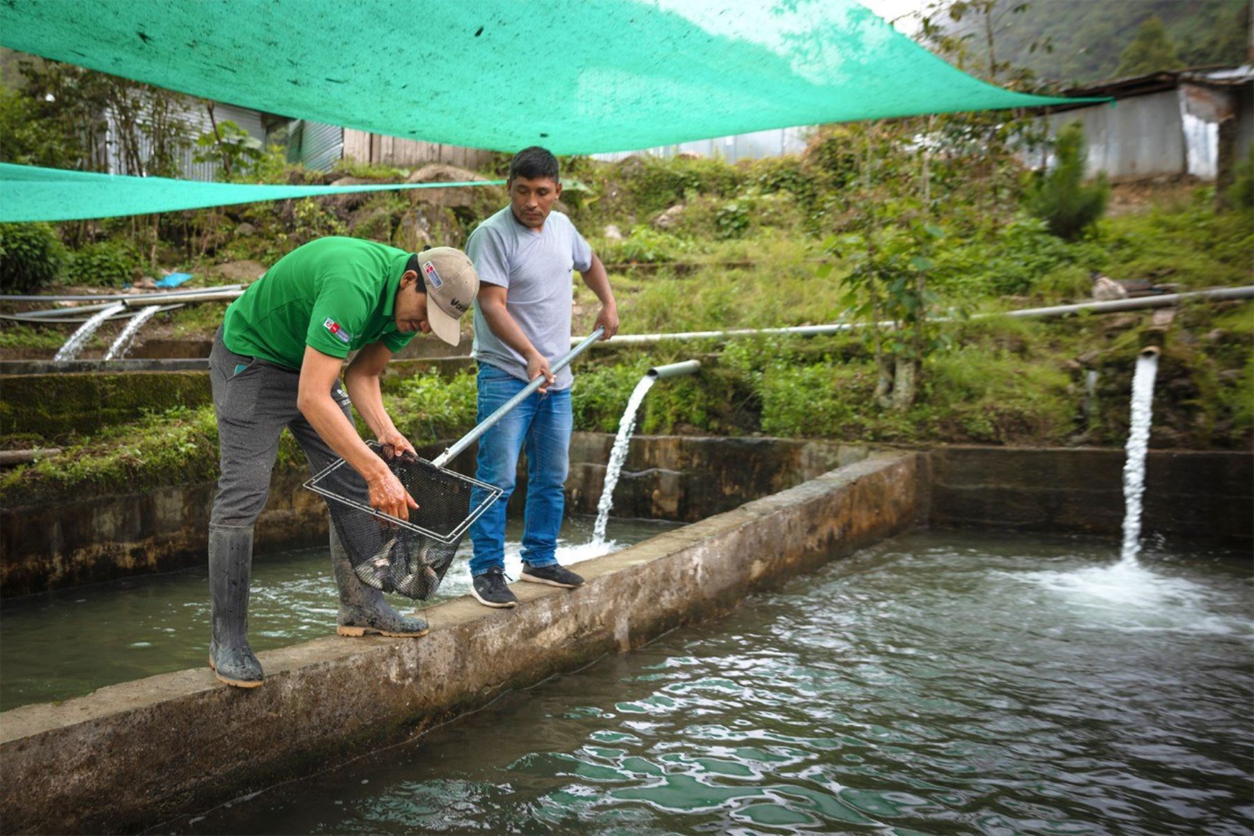 Vraem: Devida implementa producción de peces amazónicos en beneficio de 415 familias