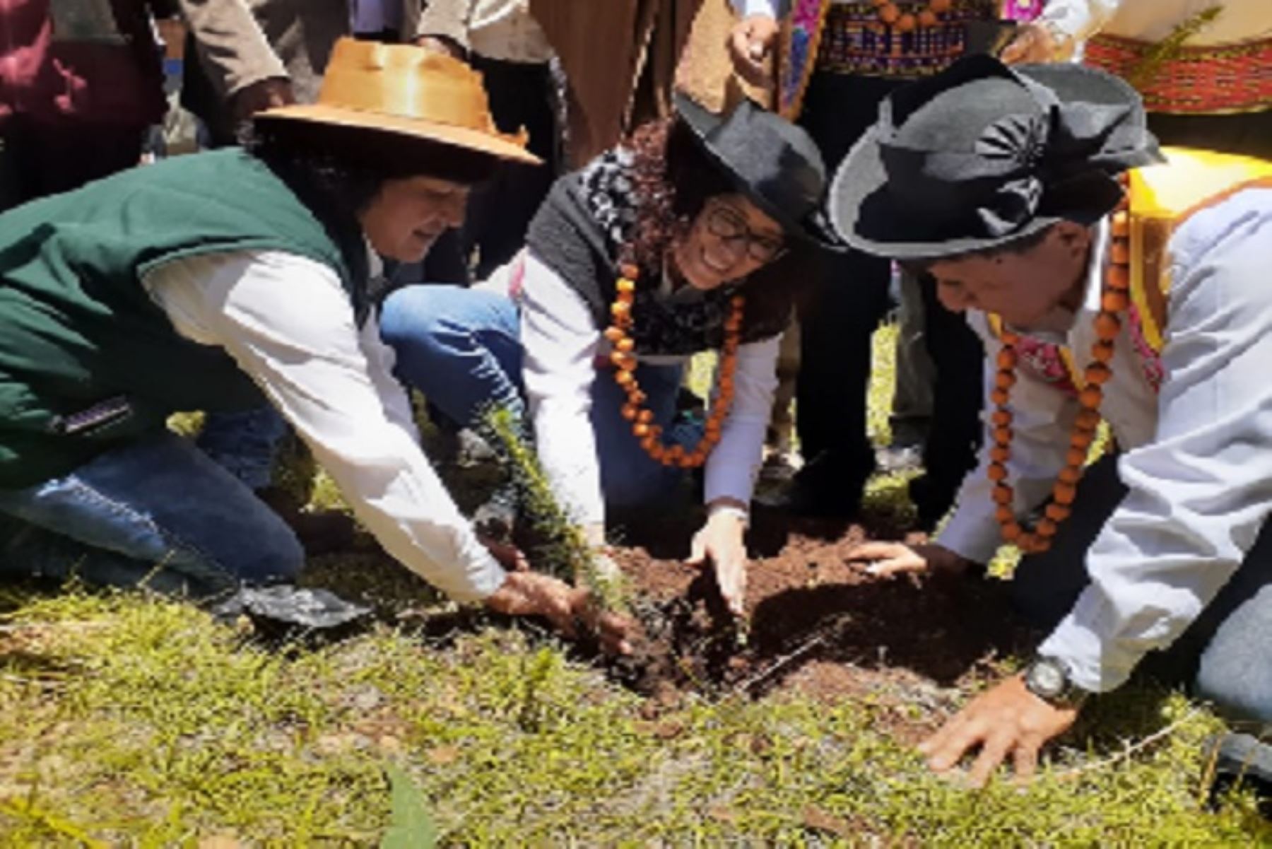 La viceministra de Políticas Agrarias, Paula Carrión Tello, presidió instalación de plantones en el distrito de Huacrapuquio, como parte de la campaña forestal 2020 ejecutada por Agro Rural.