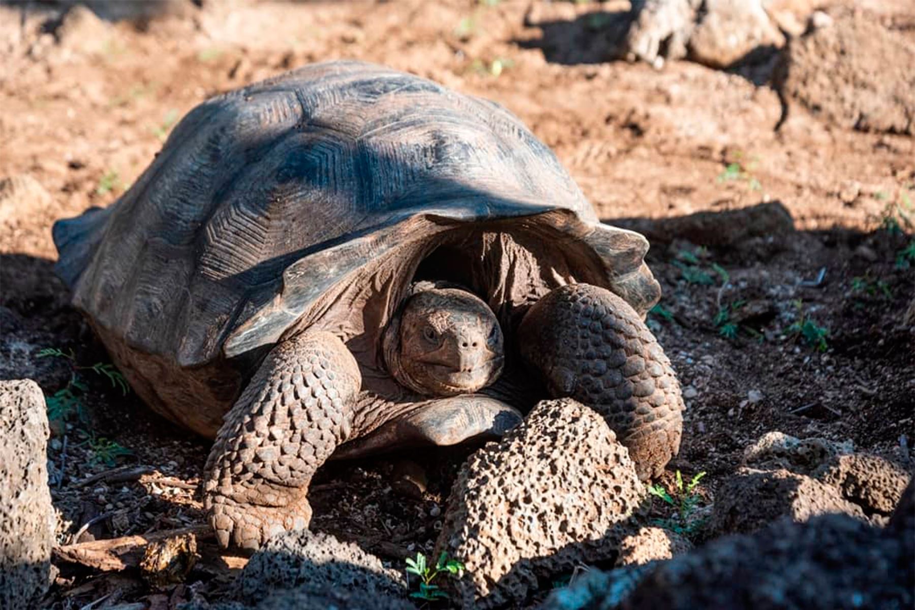 Una expedición a las islas Galápagos permitió encontrar tortugas gigantes con linajes parciales de especies consideradas extintas, como la del Solitario George. Foto: Parque Nacional Galápagos de Ecuador.