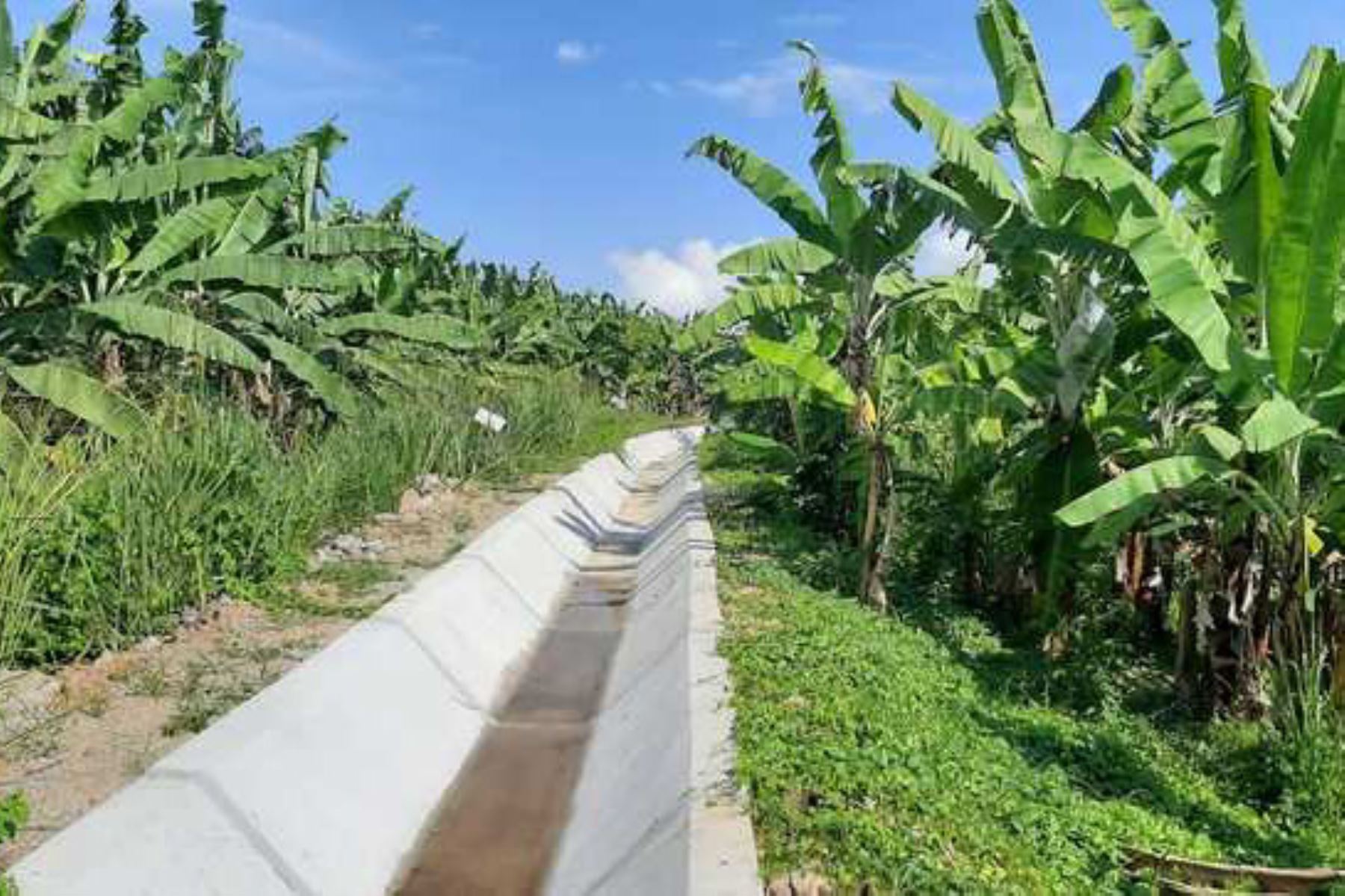 El canal Loma Saavedra, ubicado en el distrito Aguas Verdes, región Tumbes, fue remozado, mediante la modalidad de núcleo ejecutor para la reconstrucción.
