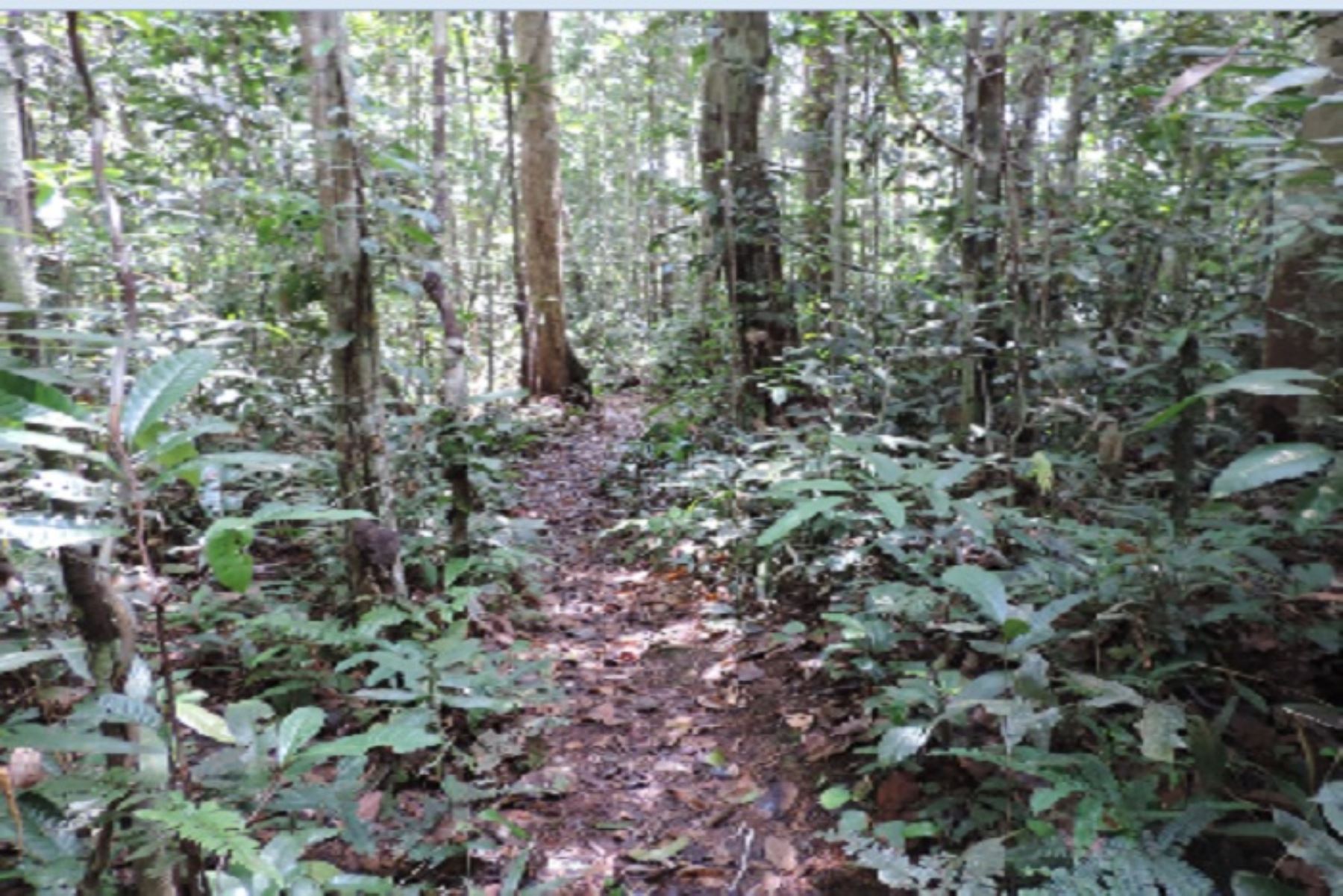 El predio “Buen Retiro”, ubicado en el distrito de Nauta, busca conservar una muestra de bosque húmedo tropical y así contribuir a mantener el refugio de especies silvestres y las quebradas presentes en el área.