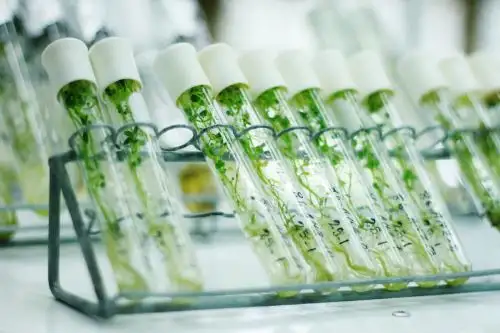 El Ministerio de Agricultura y Riego (Minagri), a través del Instituto Nacional de Innovación Agraria (INIA), implementará un Banco de Germoplasma de Cítricos que beneficiará a más de 40,000 pequeños agricultores que se dedican a esta cadena productiva a escala nacional.