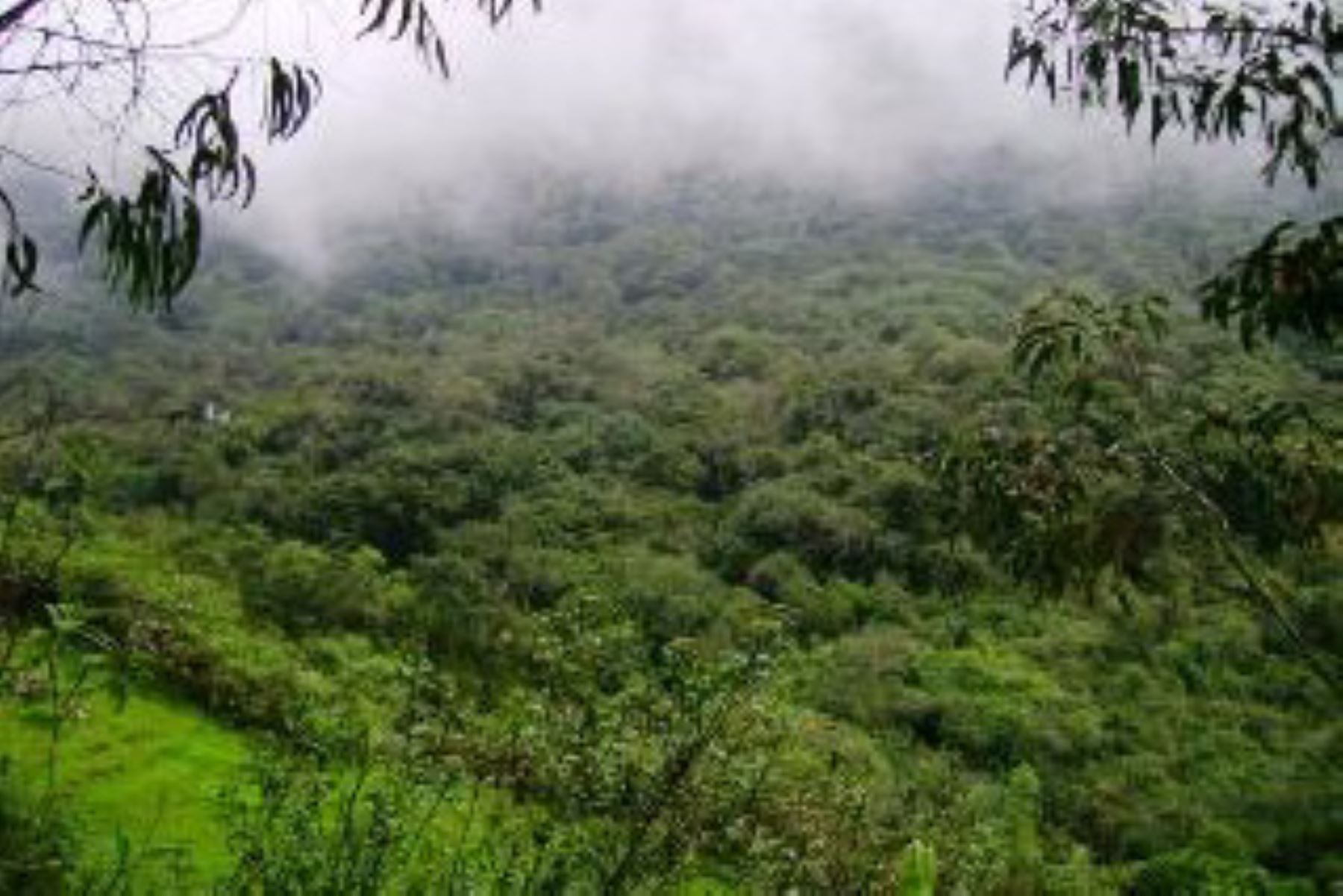 El departamento de Cajamarca sumó su sétima Área de Conservación Privada (ACP), con el reconocimiento del predio “Bosque Cachil” por parte del Ministerio del Ambiente (Minam), ubicado en el distrito y provincia de Contumazá.
