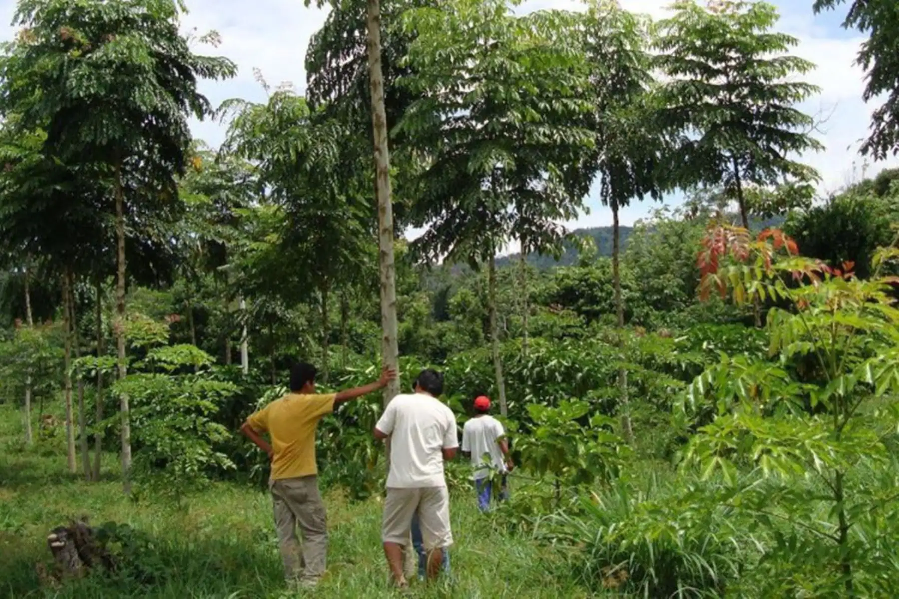 El departamento de San Martín marcó un hito en la gestión de los bosques al lograr la primera zonificación forestal del país, es decir identificar la porción de su territorio con recursos forestales y de fauna silvestre que se deben aprovechar de manera sostenible.
