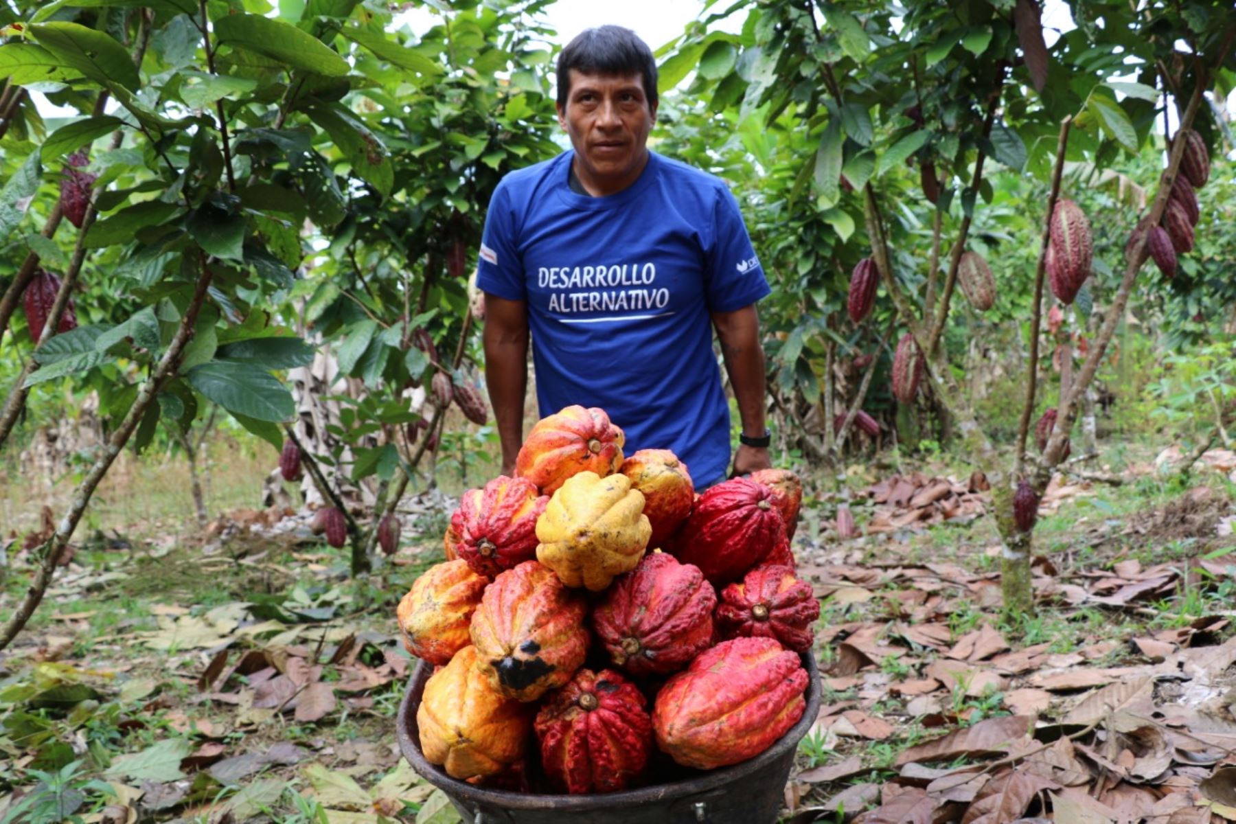 Impulsarán agricultura en regiones del sur con el cultivo de productos alternativos como el cacao, piña y limón. ANDINA/Difusión
