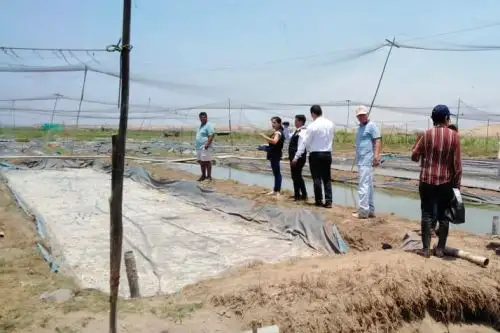 Estas pozas para la crianza de peces ornamentales fueron instaladas en el sector Pampas de Alejandro, que forma parte del área intangible del Complejo Arqueológico Chan Chan.