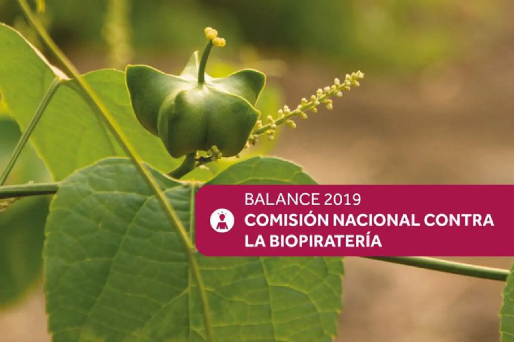 La Comisión Nacional contra la Biopiratería (CNB), presidida por el Indecopi, identificó 24 nuevos casos de biopiratería, en diferentes oficinas de patentes en el extranjero, durante el 2019.