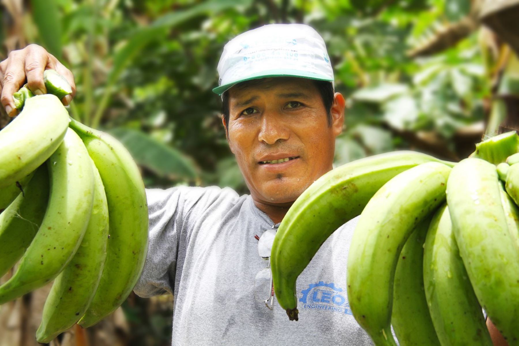 El plátano es una fruta con gran demanda en el mercado nacional e internacional. Foto: ANDINA/difusión.