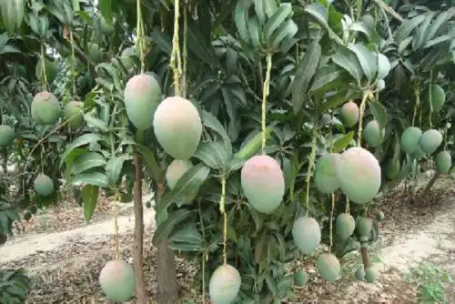 Frente al incremento de temperaturas, se recomienda realizar riegos oportunos para reducir el riesgo de la maduración anticipada de los frutos; así como disminuir, en el caso del mango, los frutos de descarte en las cosechas.