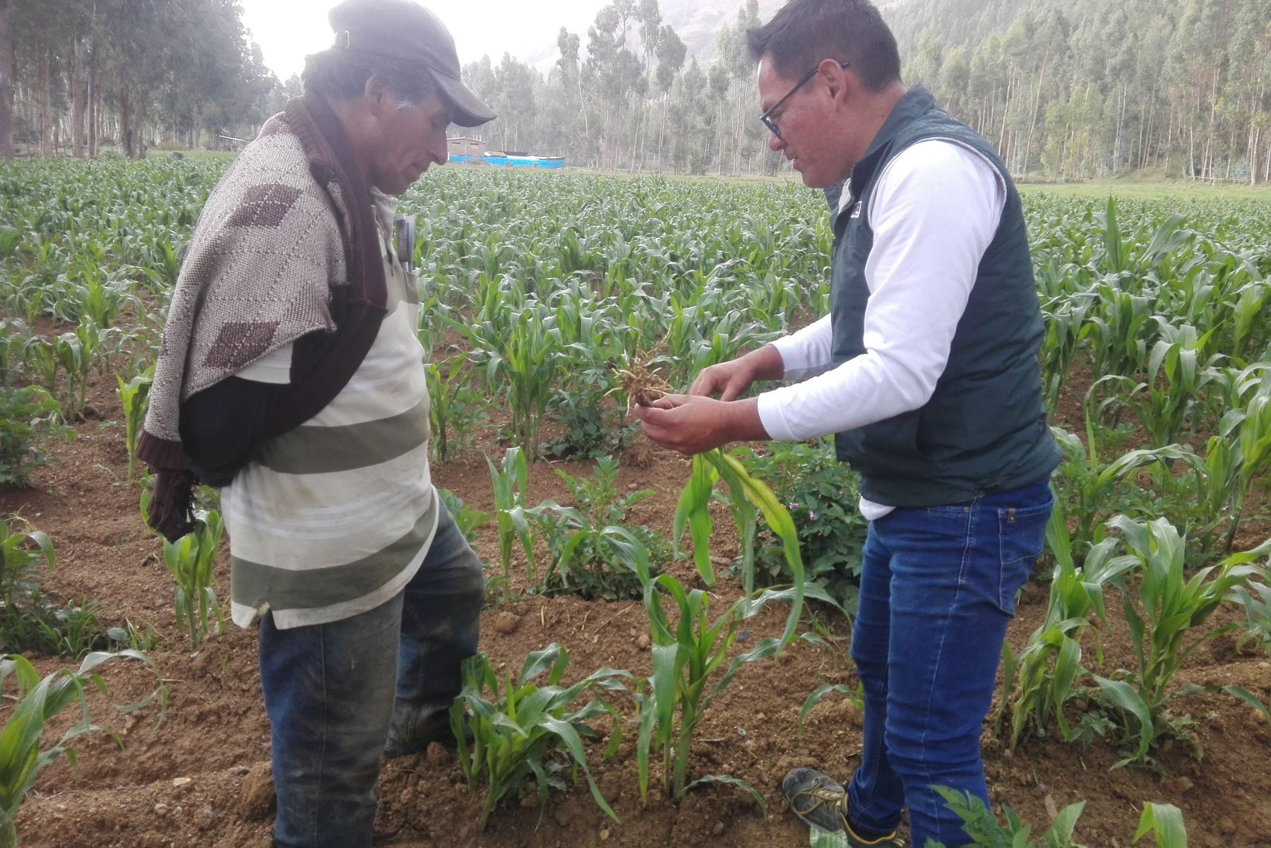 Agricultores aprenden nuevas técnicas para mejorar protección de cultivos ante plagas. ANDINA/Difusión