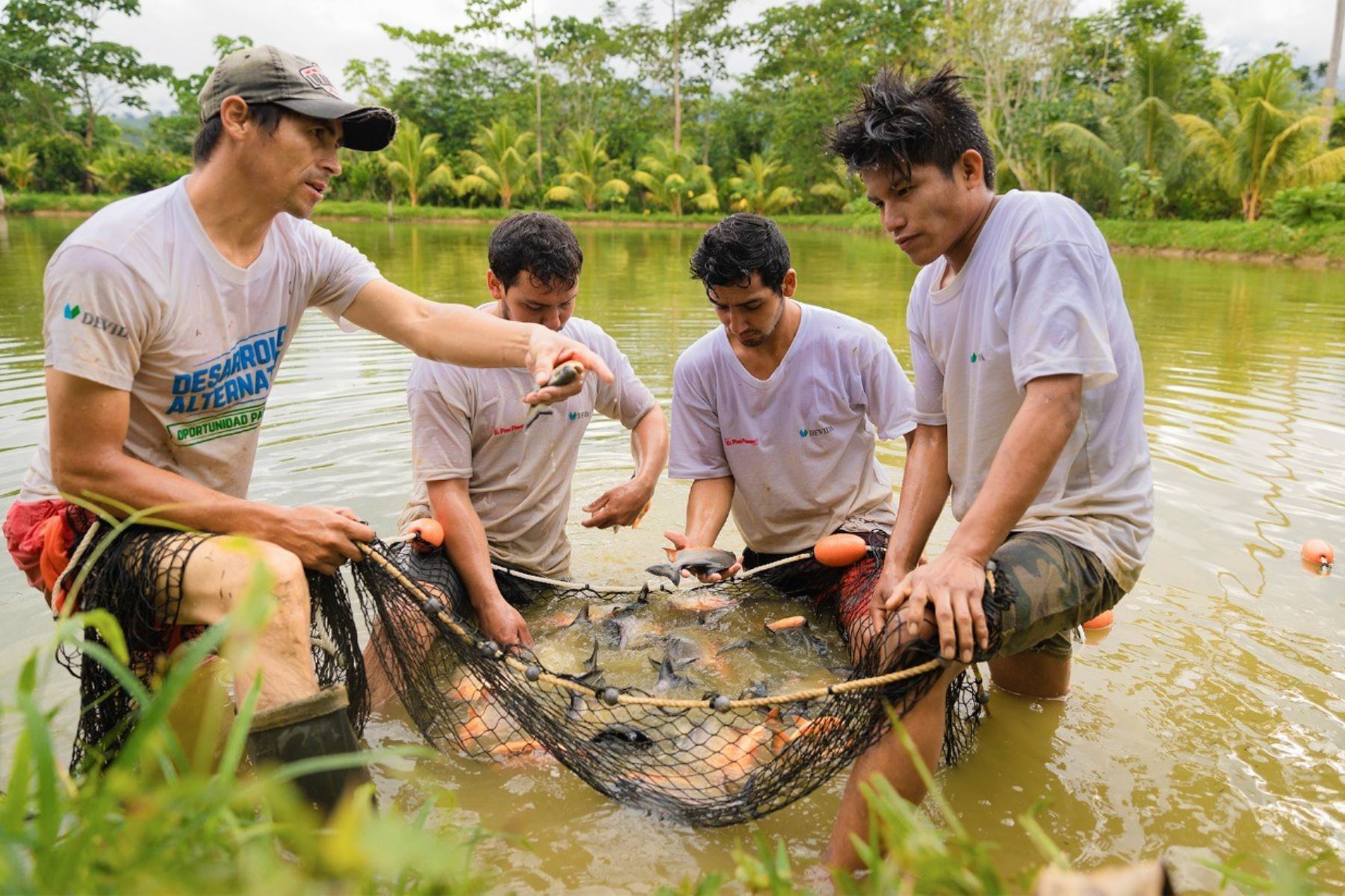Vraem: piscicultores de Pichari apoyados por Devida inician cosecha de peces amazónicos
