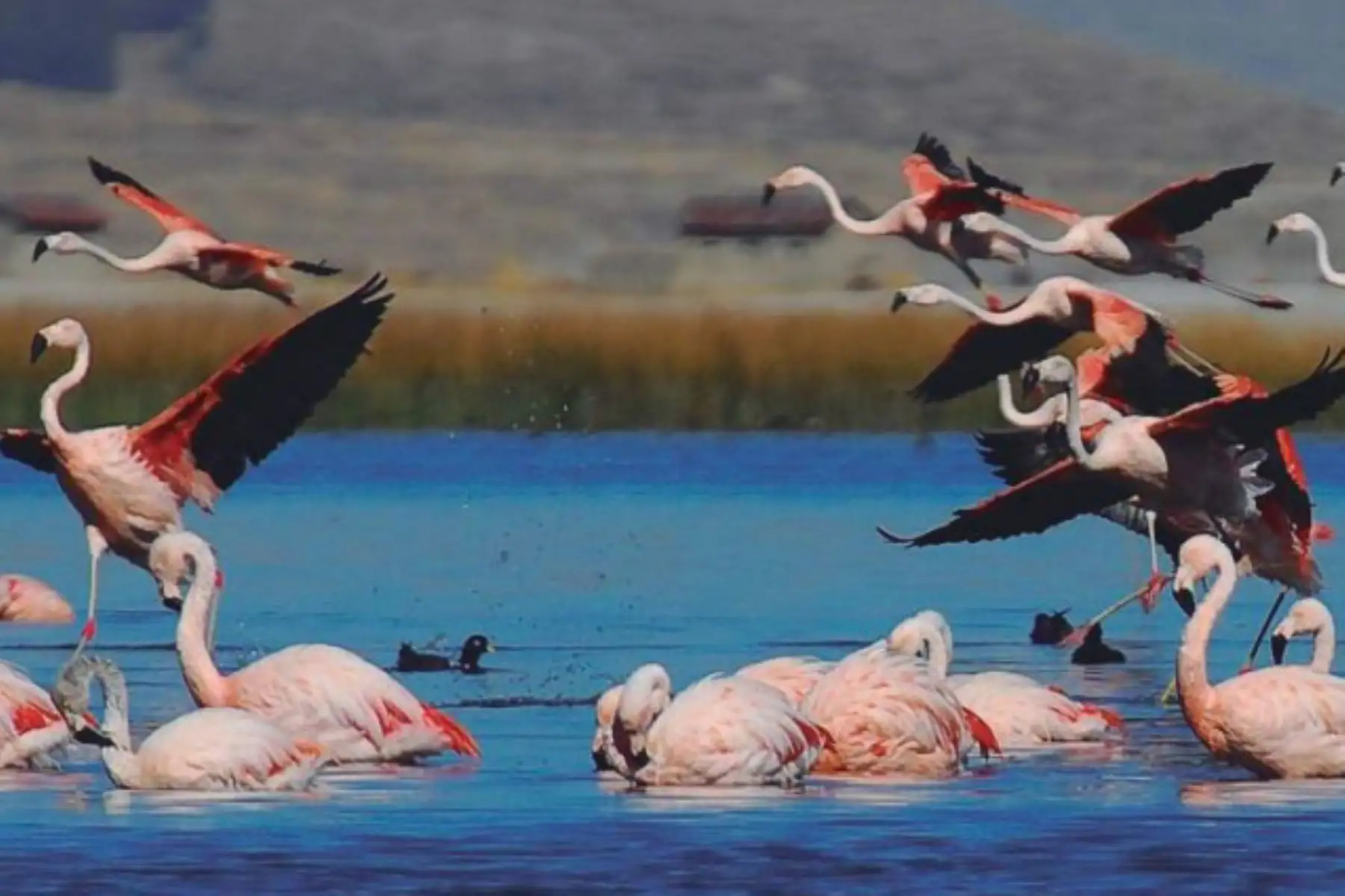 Más de 26,500 flamencos fueron contabilizados preliminarmente en 34 humedales ubicados en Ayacucho, Arequipa, Moquegua, Tacna y Puno, en el Censo Simultáneo Internacional de Flamencos Altoandinos