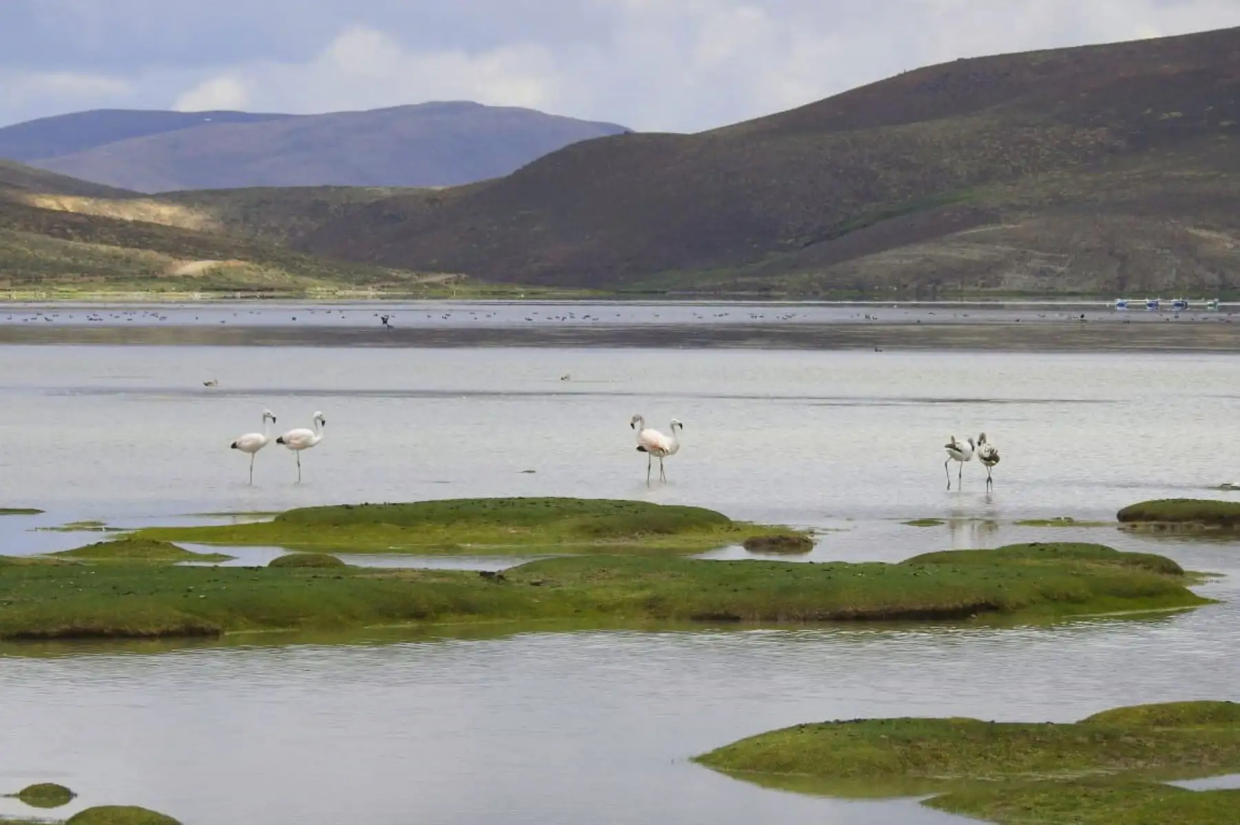 El Perú cuenta actualmente con 13 humedales de importancia internacional o sitios Ramsar que constituyen ecosistemas de gran biodiversidad y son fuente de recursos hídricos vitales. ANDINA/Difusión