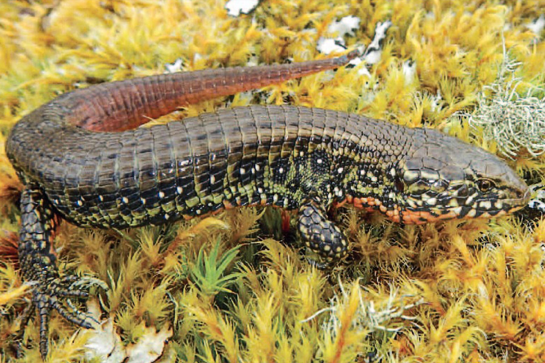 Investigadores del MHN de San Marcos descubren nuevo género de lagarto terrestre. Foto: San Marcos