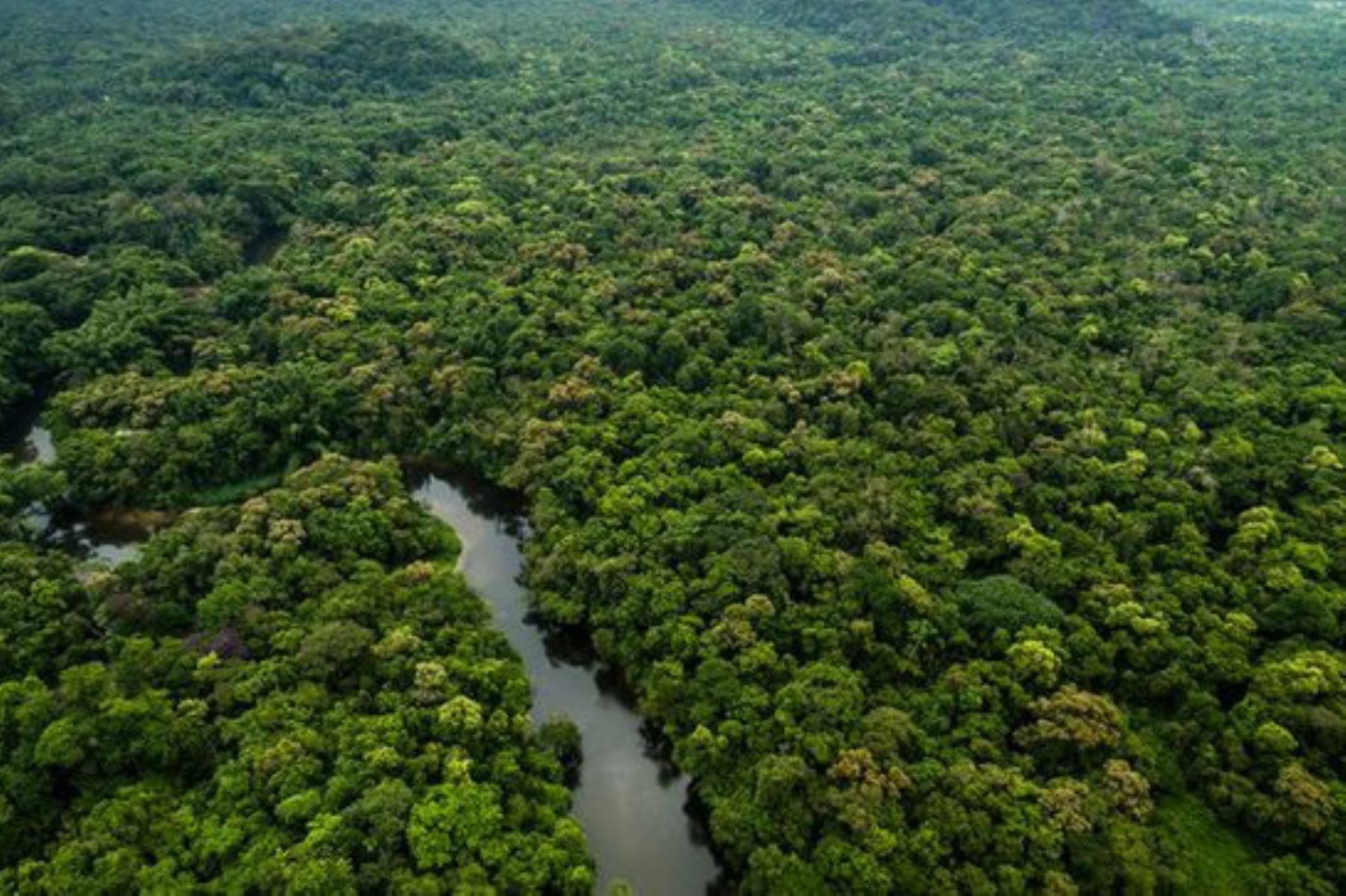 El Gobierno amplió por 20 años la vigencia del Programa Nacional de Conservación de Bosques para la Mitigación del Cambio Climático (PNCB), que era de diez años y vencía este 2020, de tal manera que su ejecución se prolongará hasta el año 2030. ANDINA/Difusión