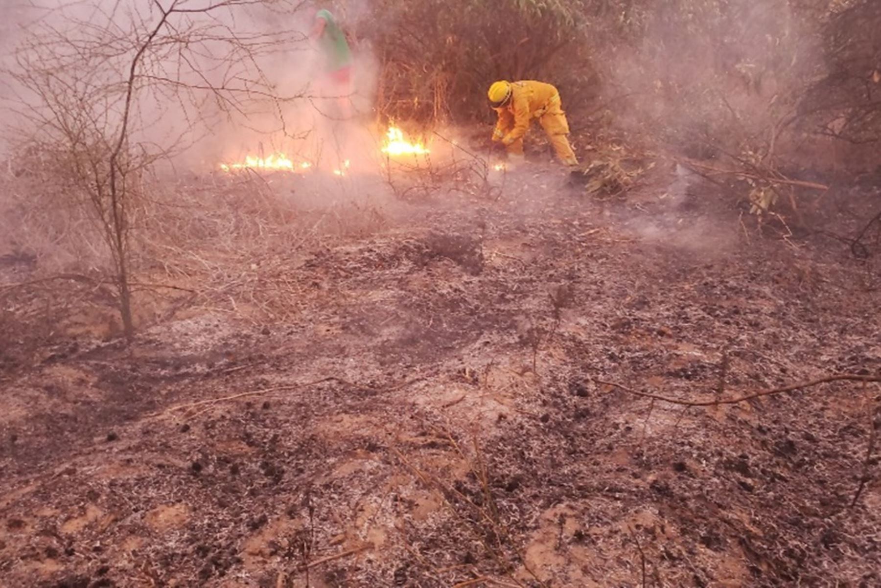 Luego de 16 horas fue controlado el incendio forestal registrado en el Santuario Histórico Bosque de Pómac, región Lambayeque.