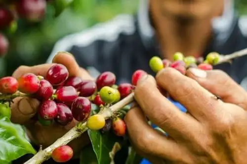 Productores de las comunidades de Chengari y Catoteni, asentadas en la zona de amortiguamiento de la Reserva Comunal El Sira (Ucayali), producen 100 quintales de café orgánico al año.