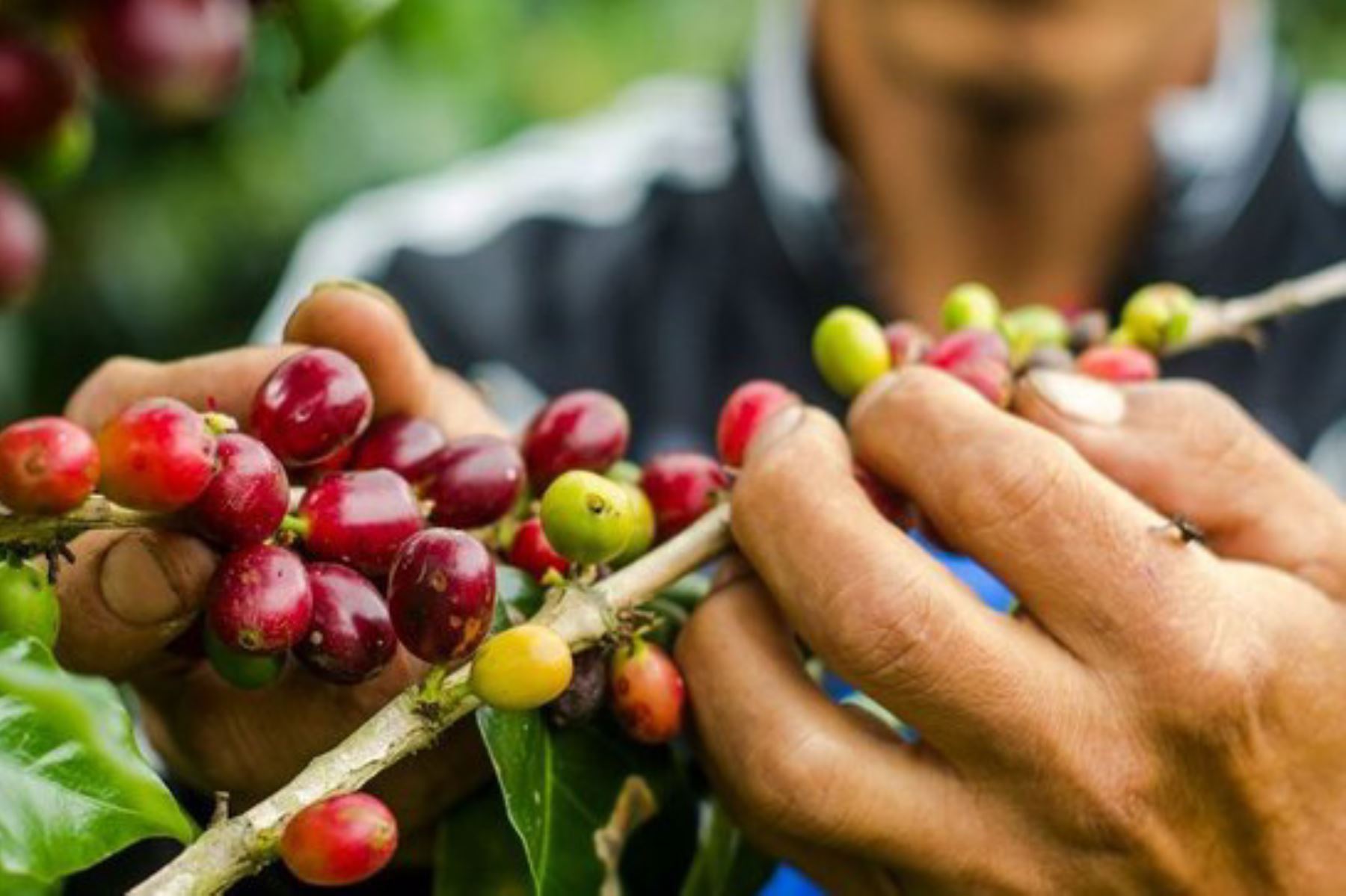 Productores de las comunidades de Chengari y Catoteni, asentadas en la zona de amortiguamiento de la Reserva Comunal El Sira (Ucayali), producen 100 quintales de café orgánico al año.