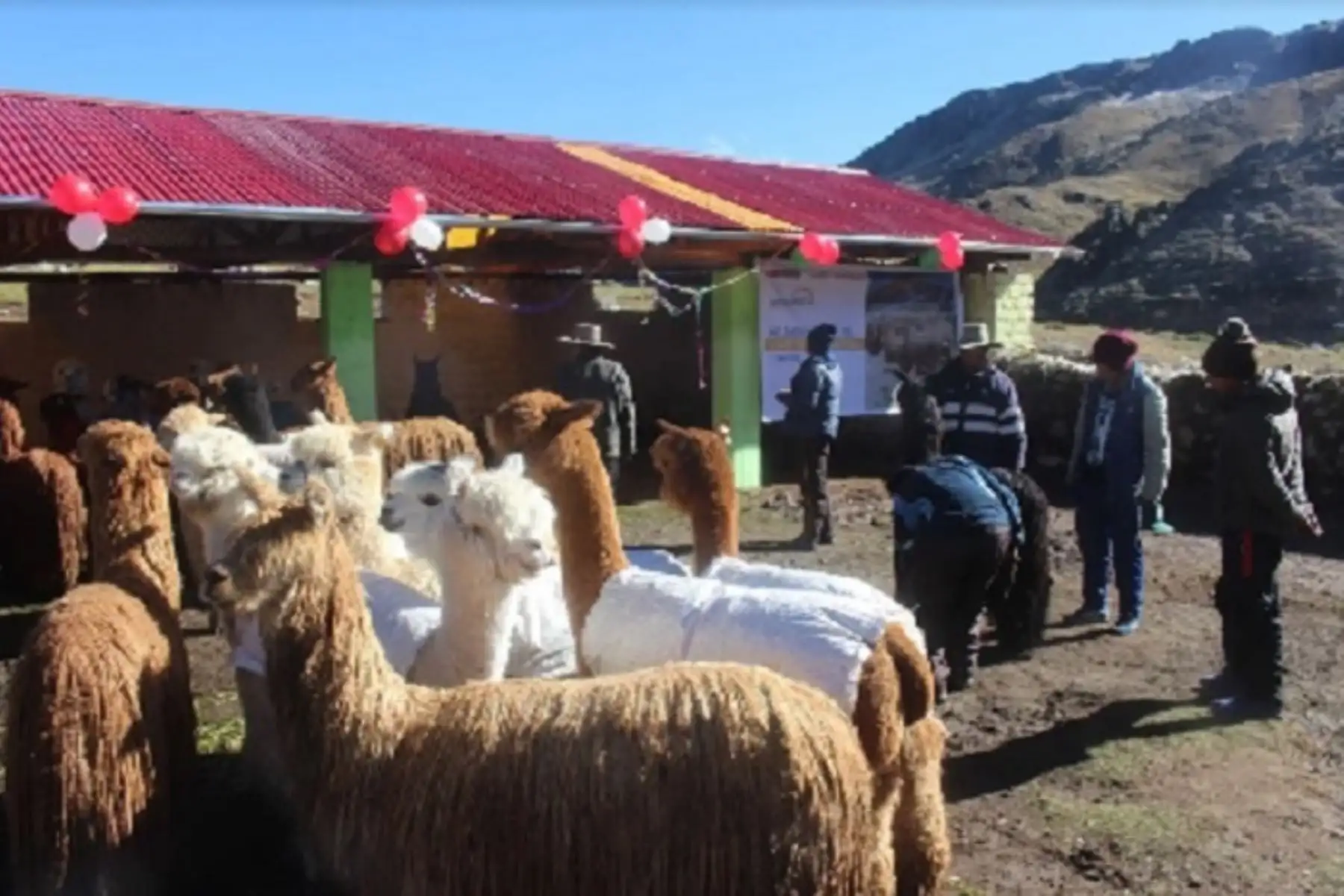 Agro Rural implementará este año 2,985 cobertizos en 12 departamentos del país