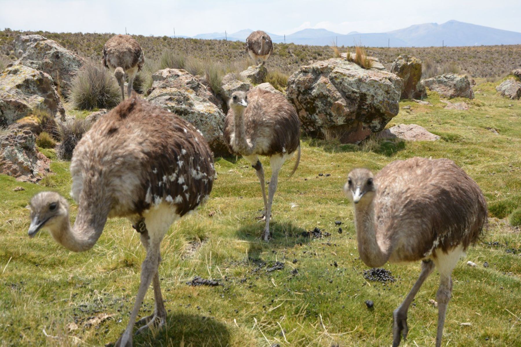 Suris conservados por el Minagri serán reintroducidos a su estado natural en Puno