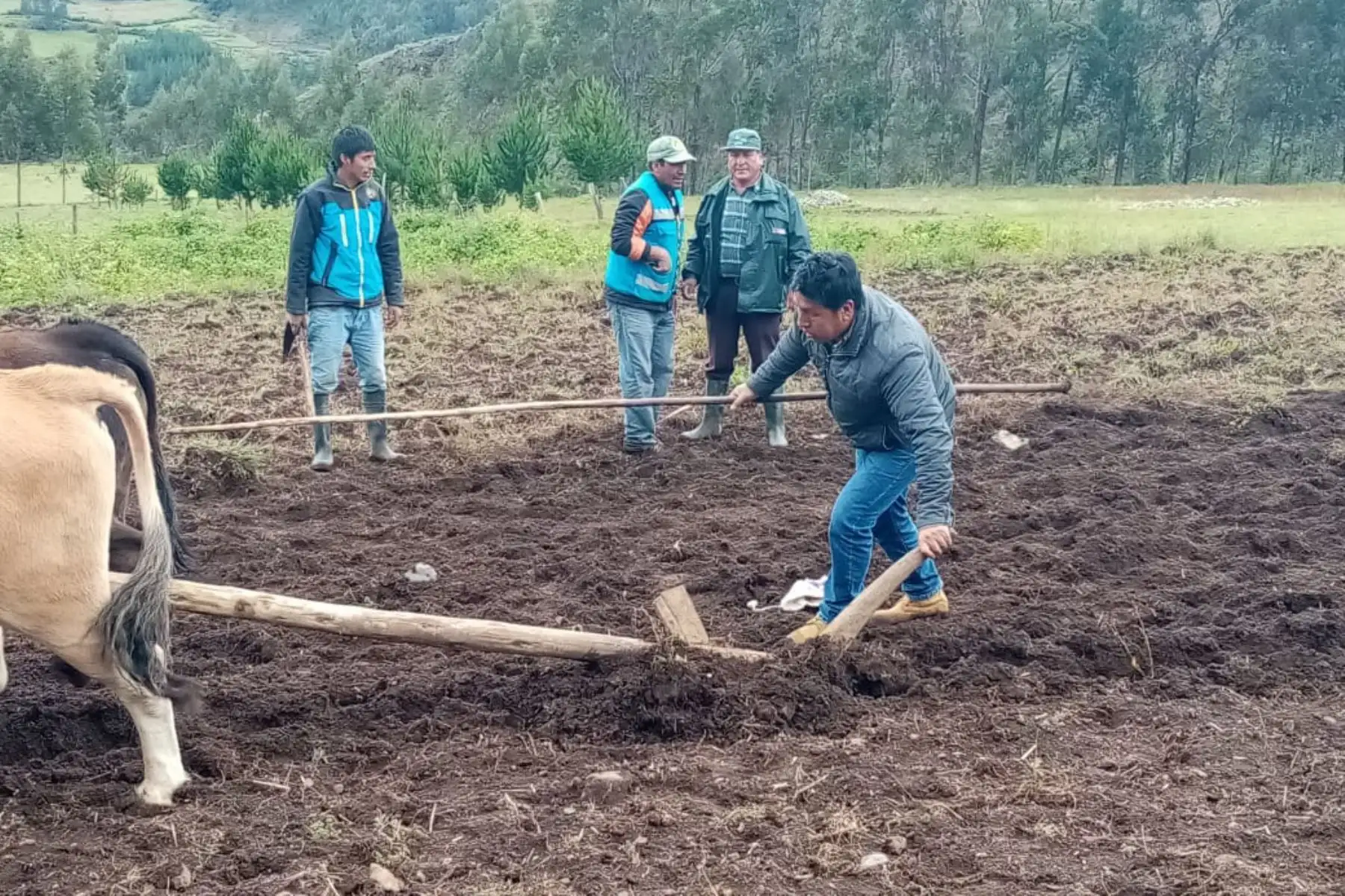 Áncash: Minagri inicia plan piloto con guano de islas para mejorar alimentación ganadera