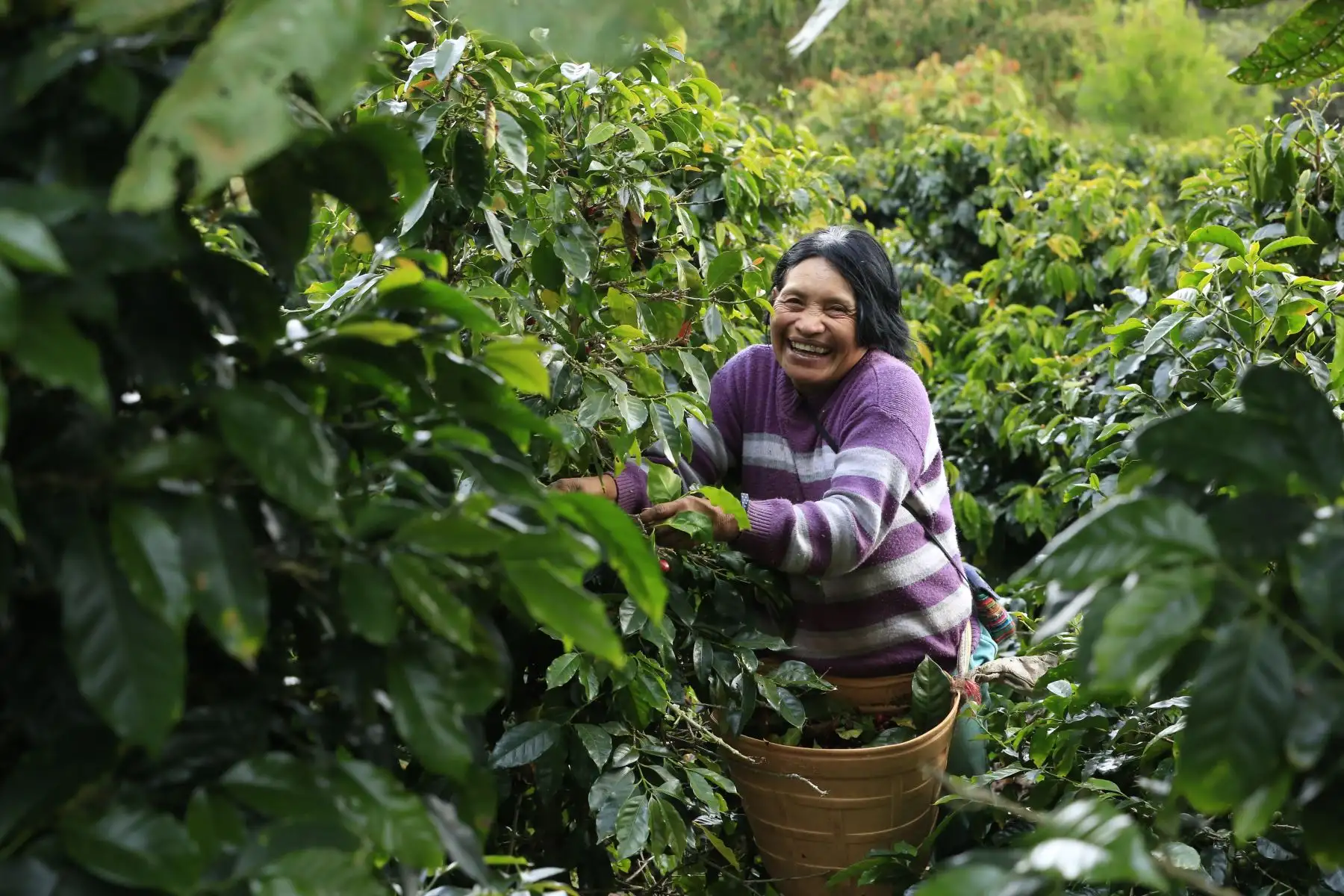 Mafalda Estrada es agricultoras de café en la selva central del Perú, Ella forma parte de la Cooperativa de Mujeres Cafetaleras y del Centro de Innovación Tecnológica (CITE), en Oxapampa, donde se evalúa y selecciona el mejor café en Villa Rica. Foto: ANDINA/Carla Patiño