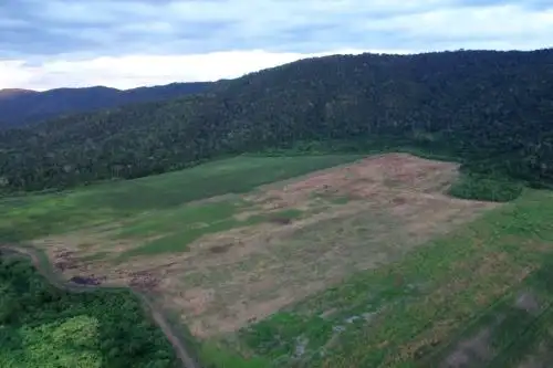 En el marco del proyecto internacional de cooperación entre Japón y Perú, el Instituto de Investigación Forestal y de Productos Forestales de Japón (FFPRI) y el Servicio Nacional Forestal y de Fauna Silvestre (Serfor) determinaron metodologías confiables y de bajo costo para estimar y mapear la deforestación, degradación forestal y aforestación de los bosques.