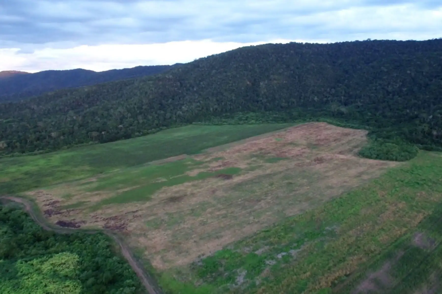 En el marco del proyecto internacional de cooperación entre Japón y Perú, el Instituto de Investigación Forestal y de Productos Forestales de Japón (FFPRI) y el Servicio Nacional Forestal y de Fauna Silvestre (Serfor) determinaron metodologías confiables y de bajo costo para estimar y mapear la deforestación, degradación forestal y aforestación de los bosques.