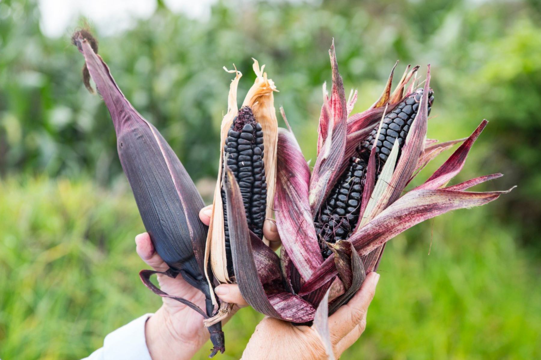 Productores de maíz morado de la región Cajamarca triplican sus cultivos con uso del guano de islas. ANDINA/Difusión