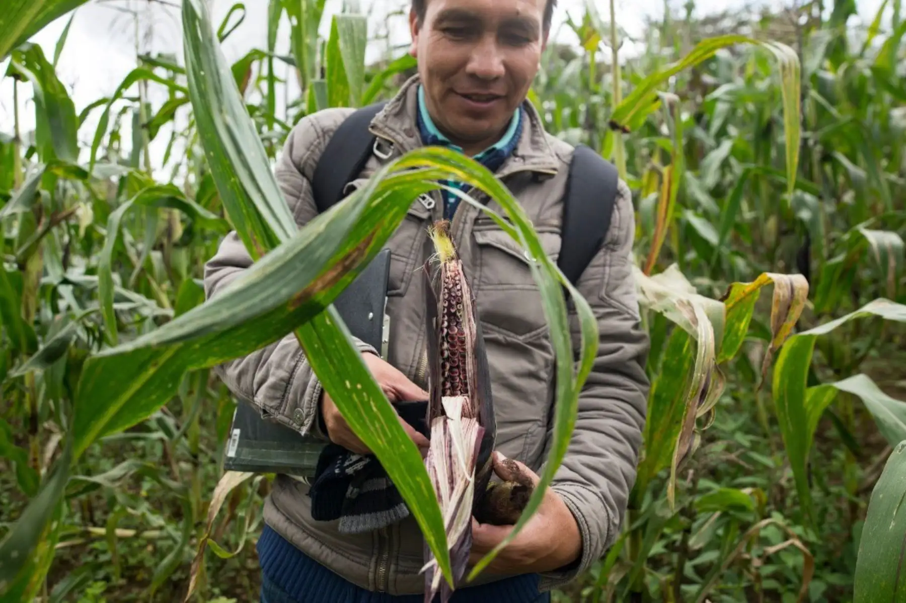 El Servicio Nacional de Meteorología e Hidrología (Senamhi) informó que las lluvias previstas en la sierra favorecerán los cultivos de maíz, habas y arveja, así como la maduración de las plantaciones de papa y otros tubérculos. ANDINA/Difusión