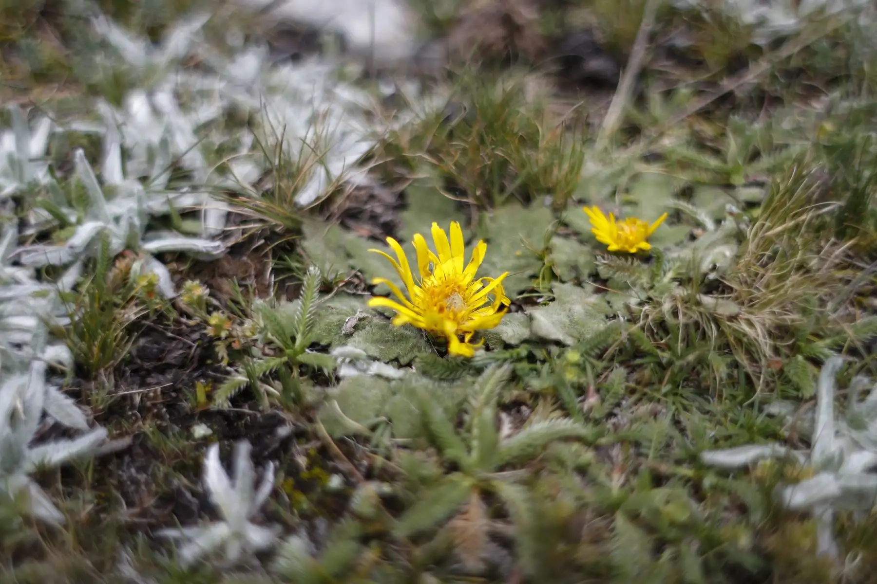 Estas flores que embellecen el campo son recogidas para adornar los sombreros. Foto: ANDINA/Renato Pajuelo