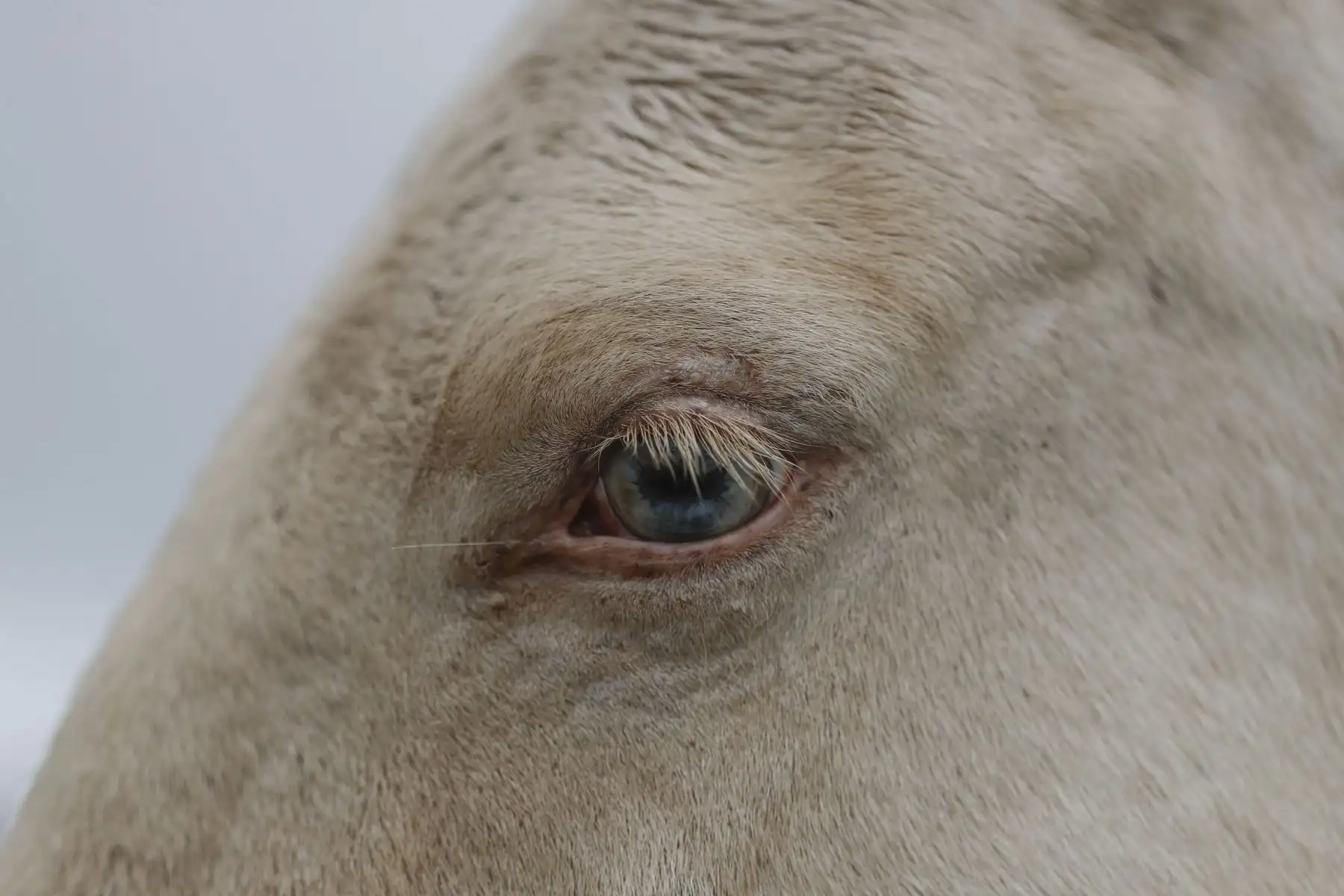 ...y lo logran montados en sus más hermosos caballos. Foto: ANDINA/Renato Pajuelo