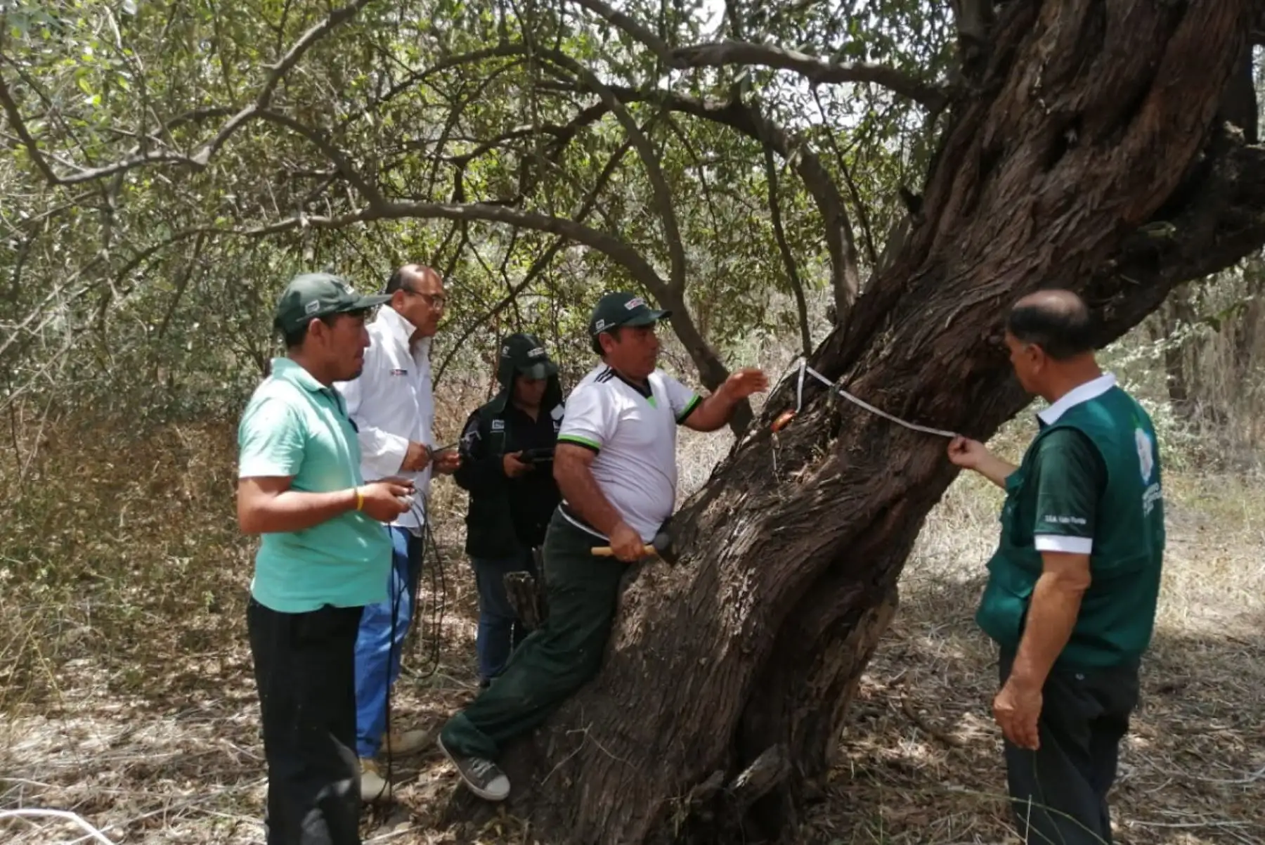 El Ministerio de Agricultura y Riego (Minagri) implementará la primera colección nacional de germoplasma de la especie forestal del algarrobo en la región de Lambayeque, con la finalidad de valorar su diversidad genética y potenciar su conservación.
