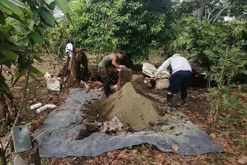 Cacaoteros de Loreto aprenden técnicas de fertilización para mejorar cultivos