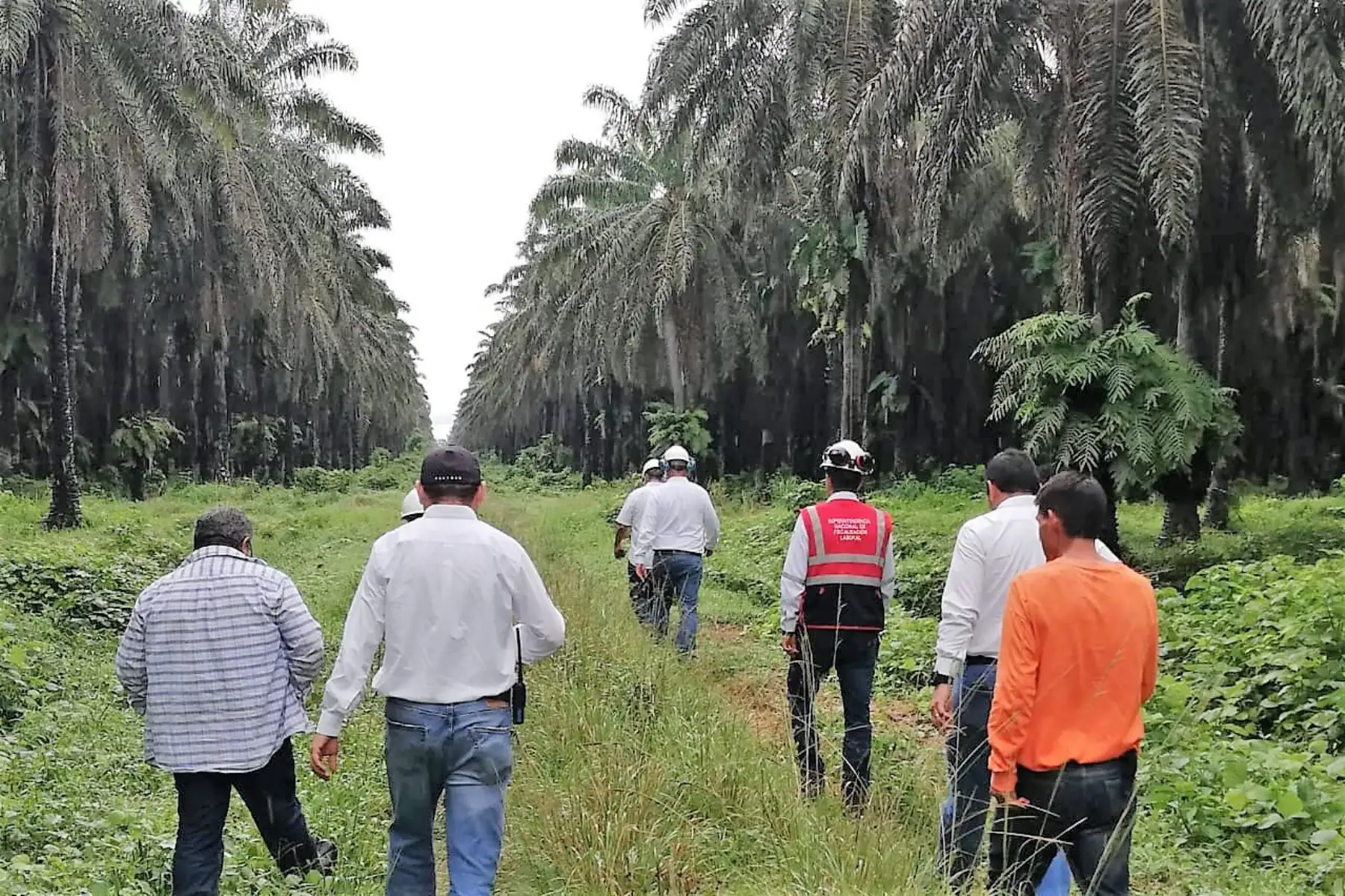 Fiscalizadores de Sunafil recorren instalaciones de la empresa Palmas del Espino, en Tocache, San Martín.