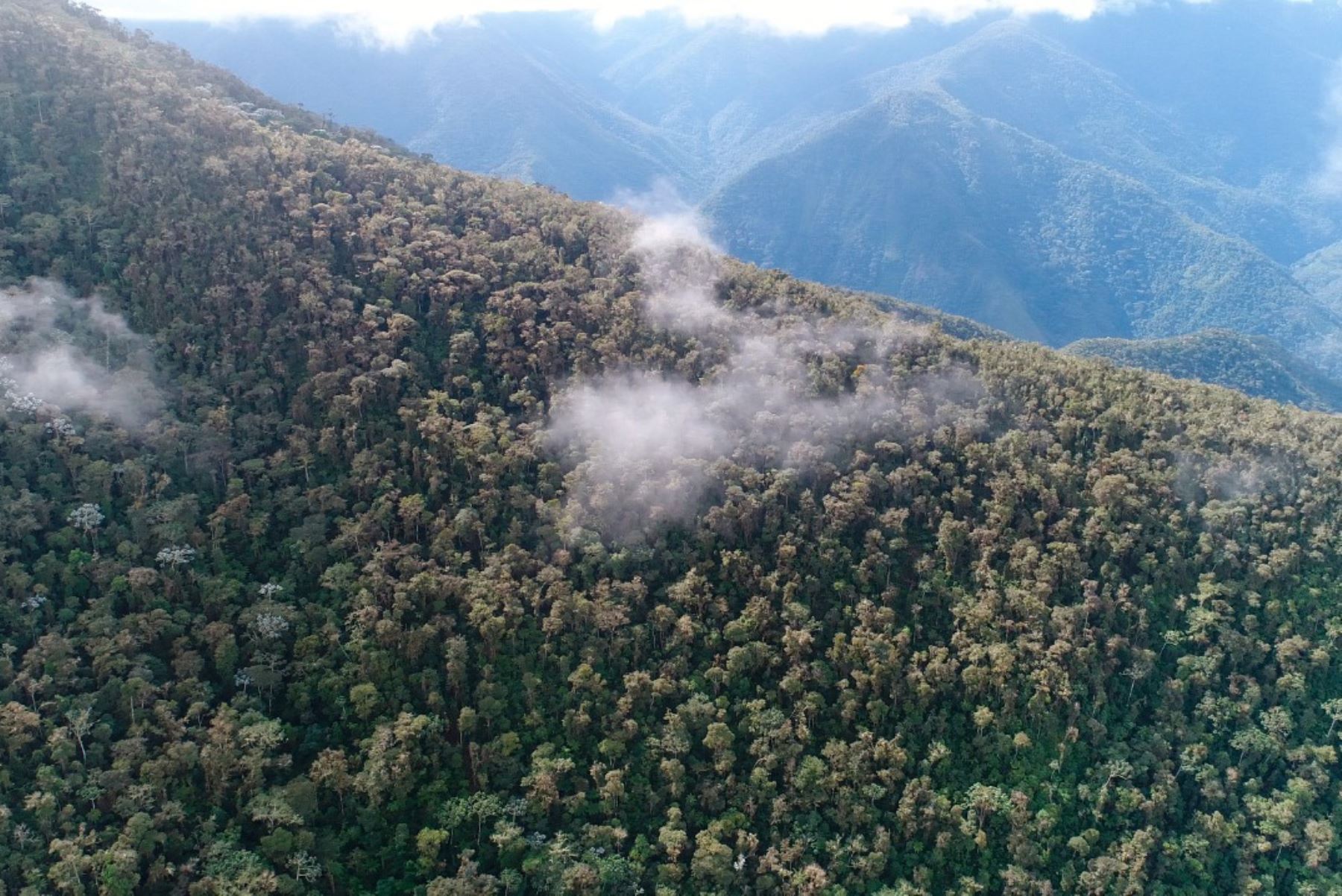La Niebla Forest, la segunda Área de Conservación Privada (ACP) de la región Junín y la primera de la provincia de Chanchamayo, fue reconocida a perpetuidad por el Ministerio del Ambiente para conservar los ecosistemas de bosque montano tropical y bosque premontano tropical de la montaña Pichita-ecorregión de yungas en la selva central del Perú.