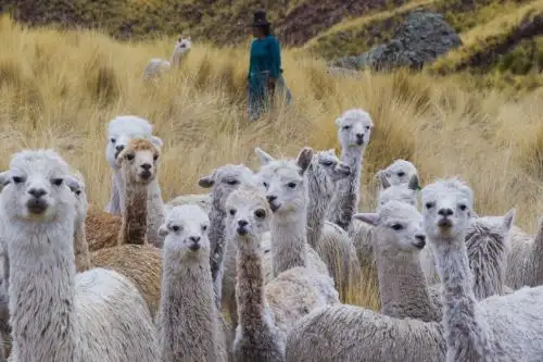 Alpacas. Foto: ANDINA/Difusión