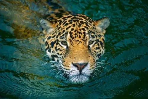Ante el reporte de la aparición de un jaguar u otorongo (Panthera onca) en el distrito de San Gabán, en la región Puno, el Servicio Nacional Forestal y de Fauna Silvestre (Serfor) del Ministerio de Agricultura y Riego (Minagri) formuló un llamado a la población de esa localidad y de zonas aledañas, a no cazar ni capturar a este felino protegido por ley. ANDINA/Difusión