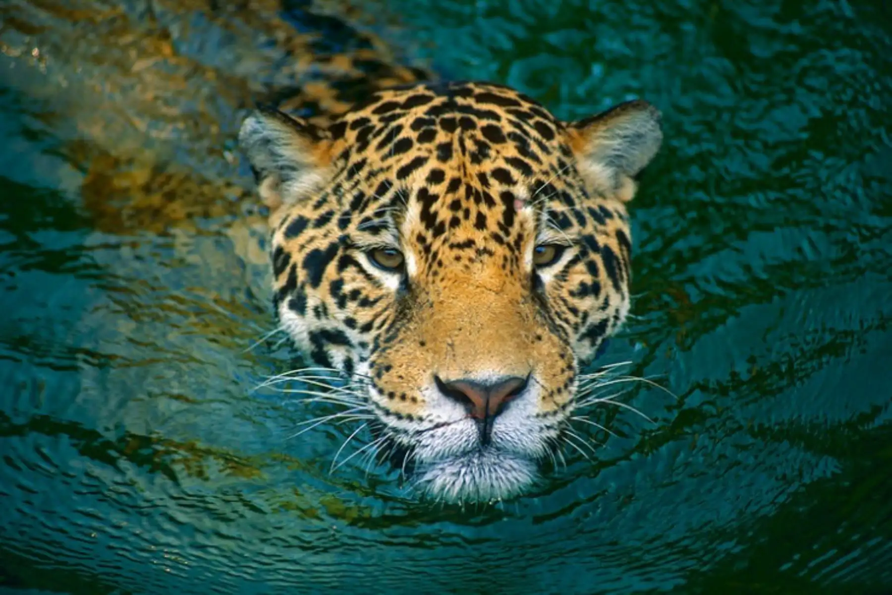 Ante el reporte de la aparición de un jaguar u otorongo (Panthera onca) en el distrito de San Gabán, en la región Puno, el Servicio Nacional Forestal y de Fauna Silvestre (Serfor) del Ministerio de Agricultura y Riego (Minagri) formuló un llamado a la población de esa localidad y de zonas aledañas, a no cazar ni capturar a este felino protegido por ley. ANDINA/Difusión